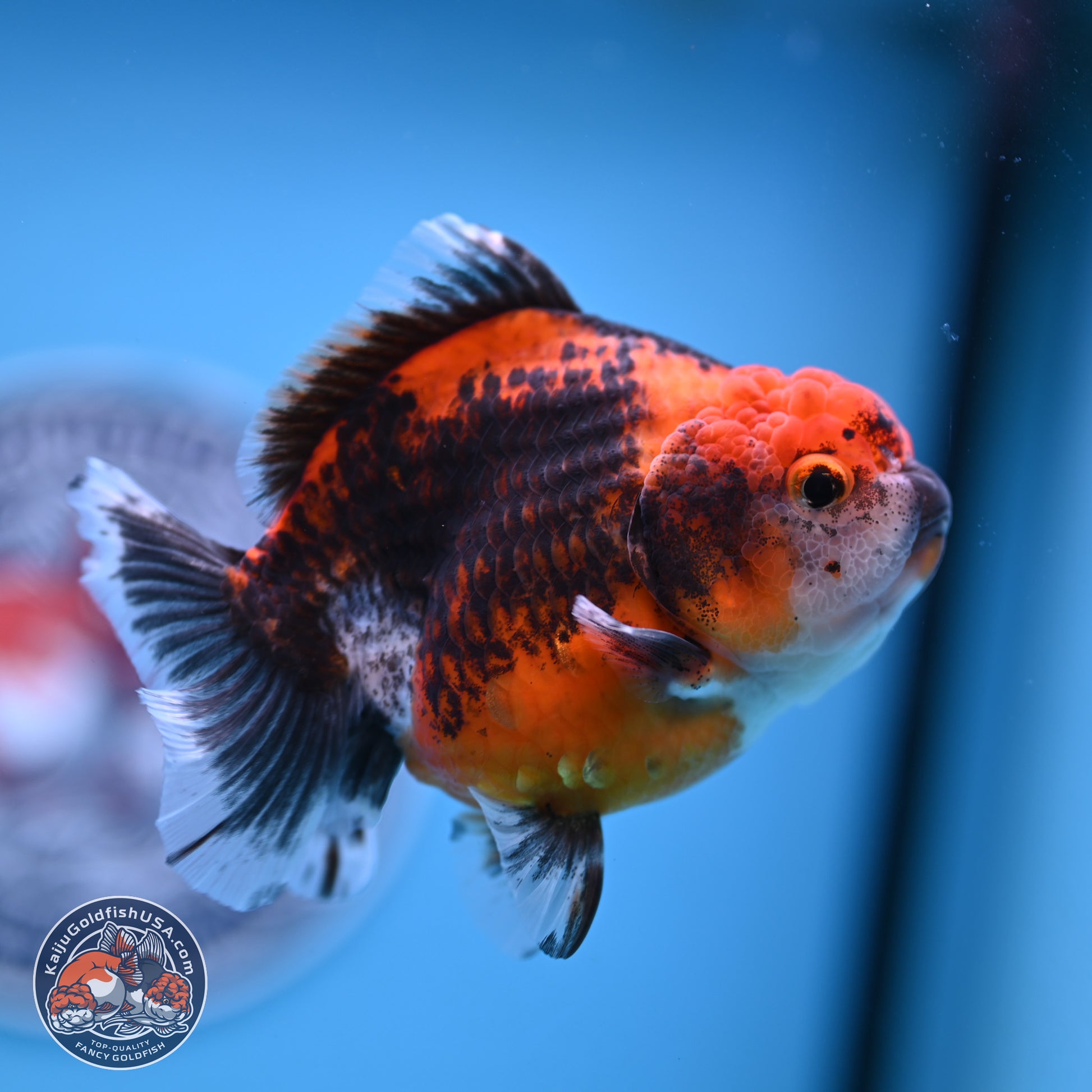 Shogun Kirin Oranda 3.75-4.5 in (241011_OR01) - Kaiju Goldfish USA