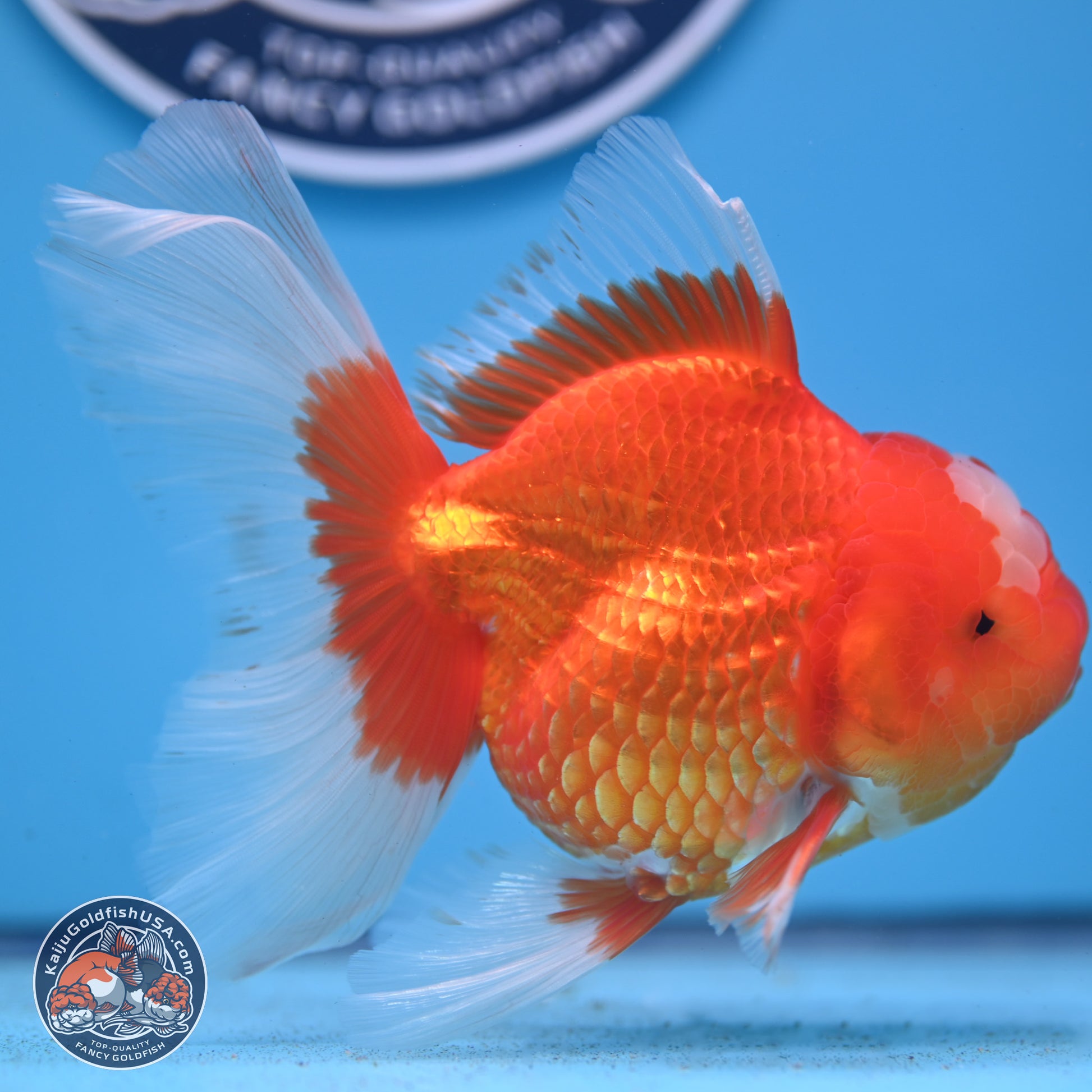 Jade Seal Red White Rose Tail Oranda 4-5 inches (240913_OR01) - Kaiju Goldfish USA