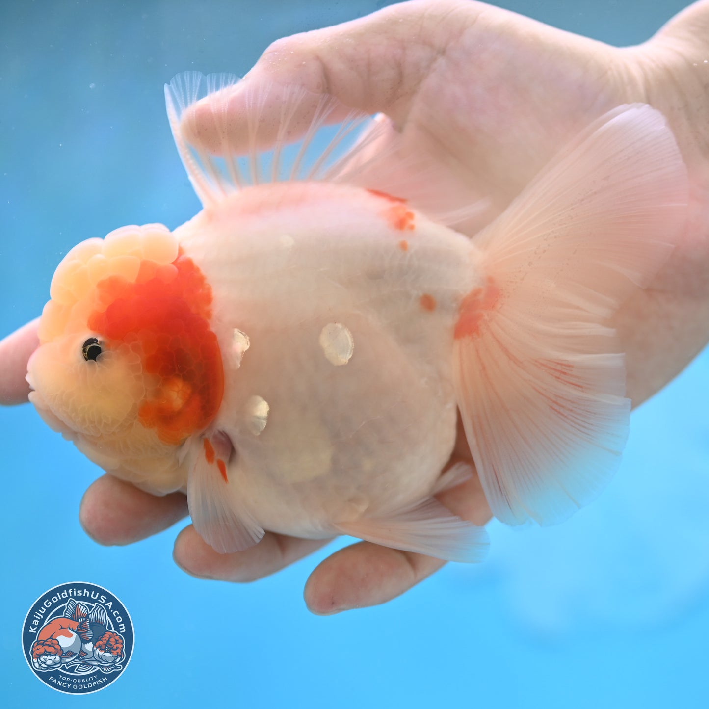 Sakura Rose Tail Oranda 4 inches Body - Female (250207_OR01)