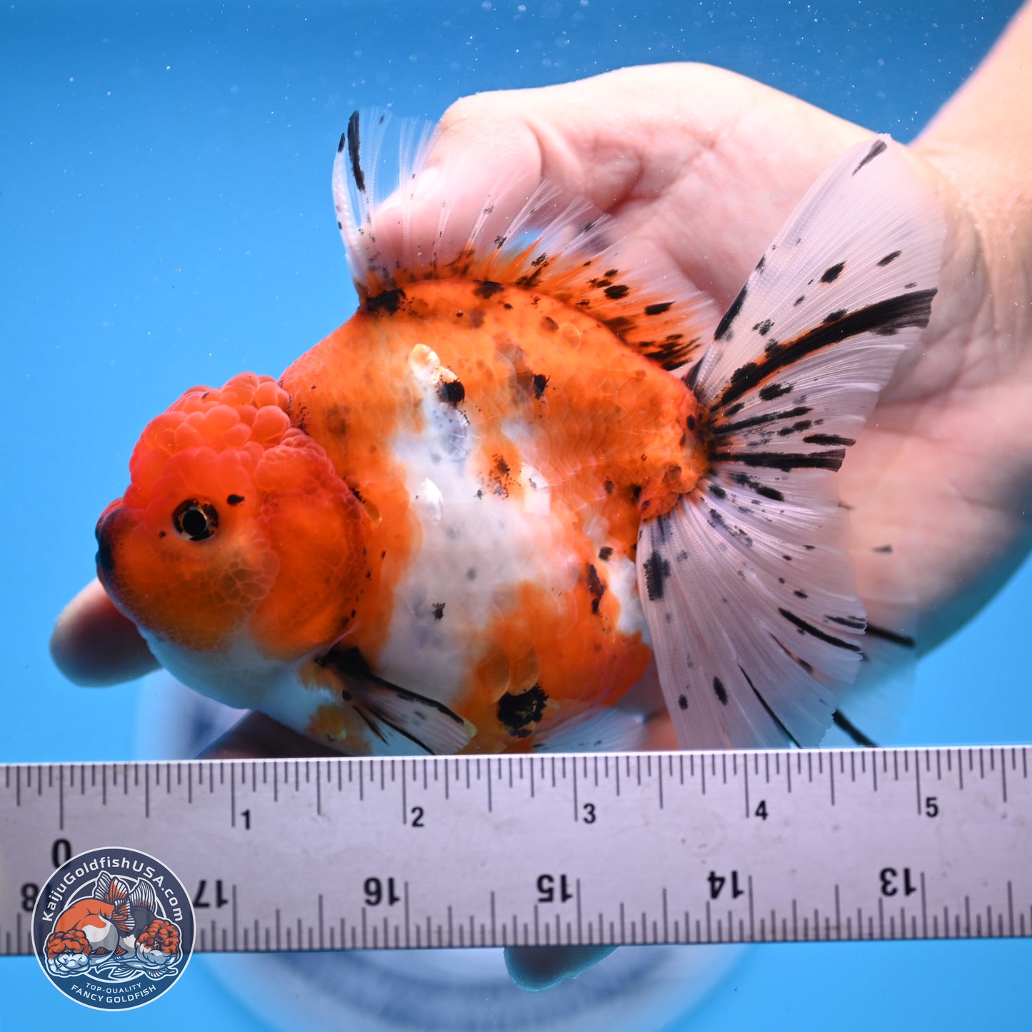 Shogun Tricolor Rose Tail Sakura Oranda 3.5in Body (240802_OR01) - Kaiju Goldfish USA