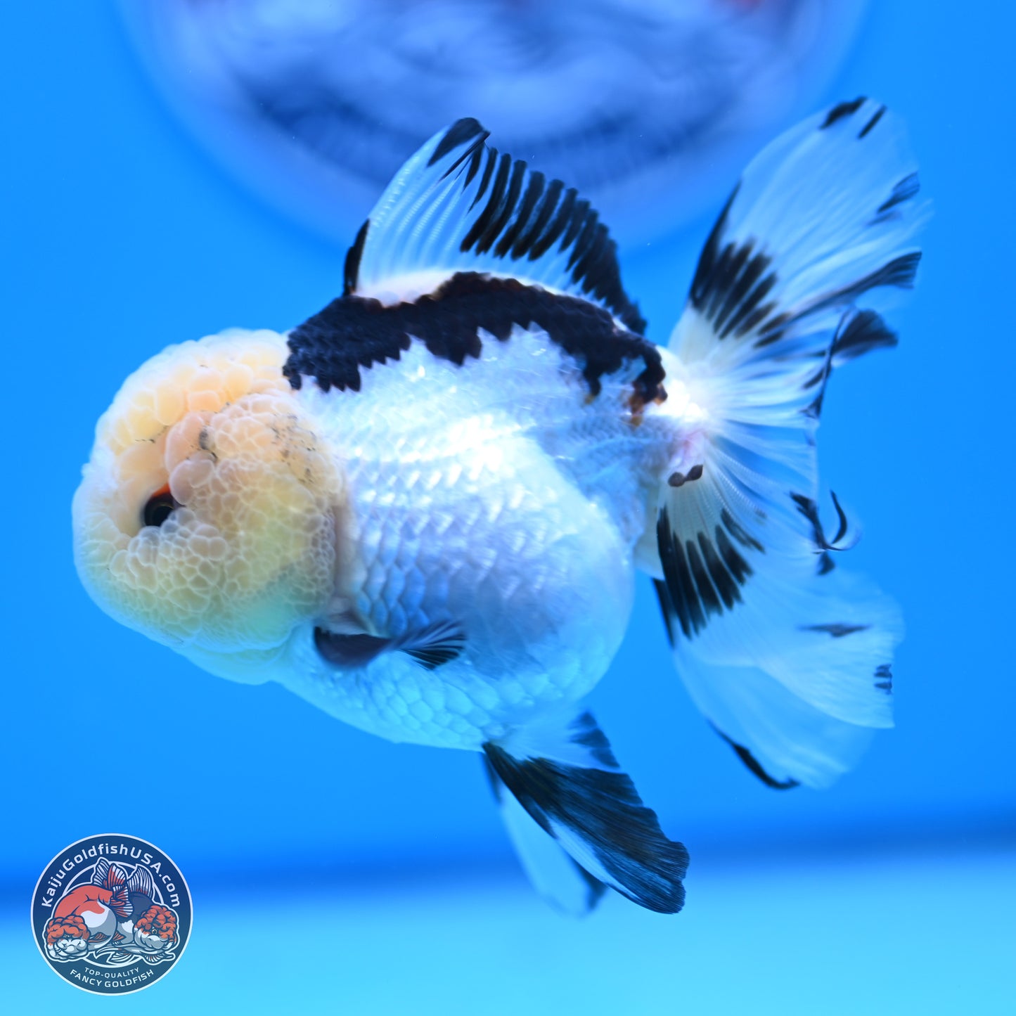 Panda Rose Tail Oranda 3.25in body (240809_OR01) - Kaiju Goldfish USA