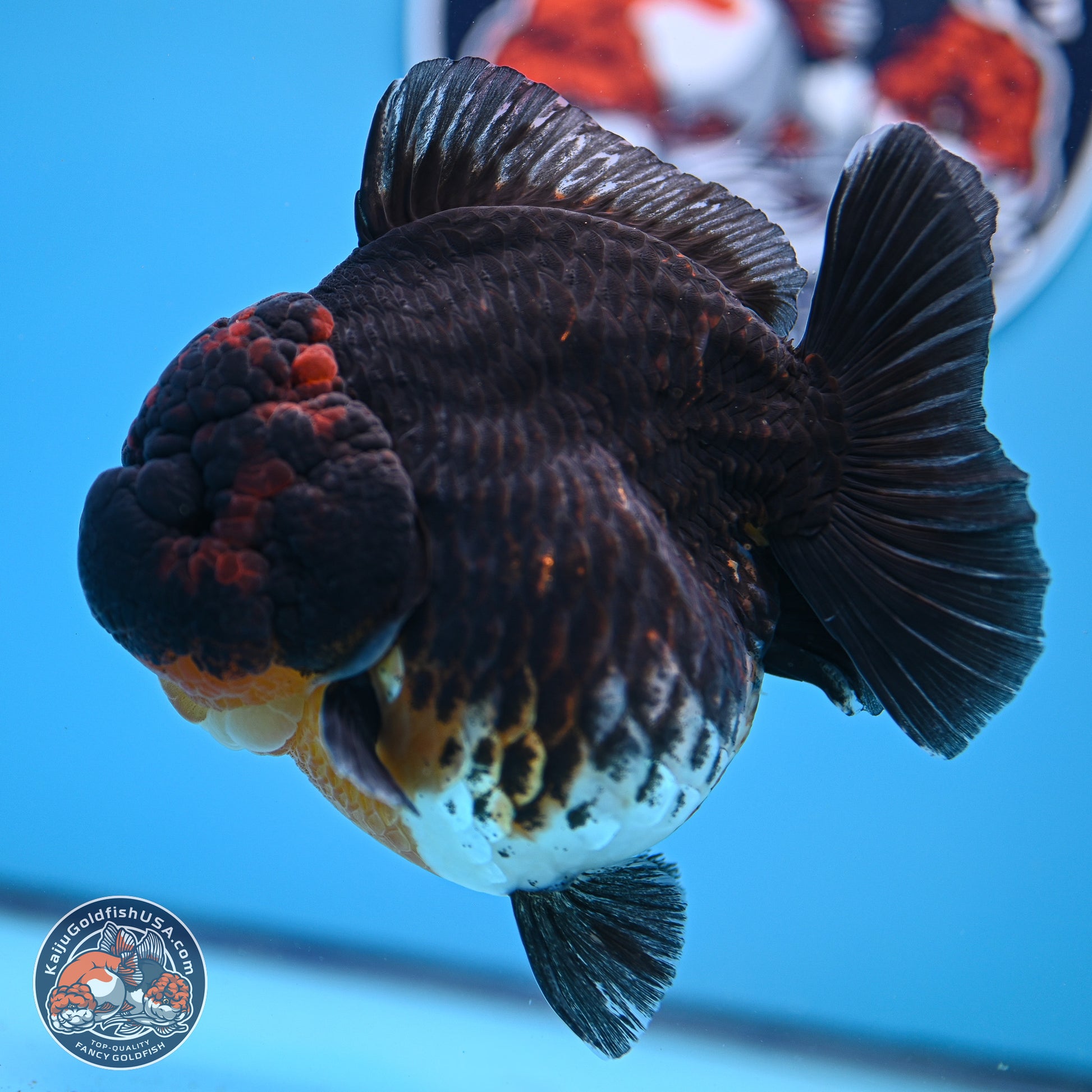 Jumbo Shogun Godzilla Kirin Oranda 5in Body (240823_OR1) - Overnight shipping only - Kaiju Goldfish USA