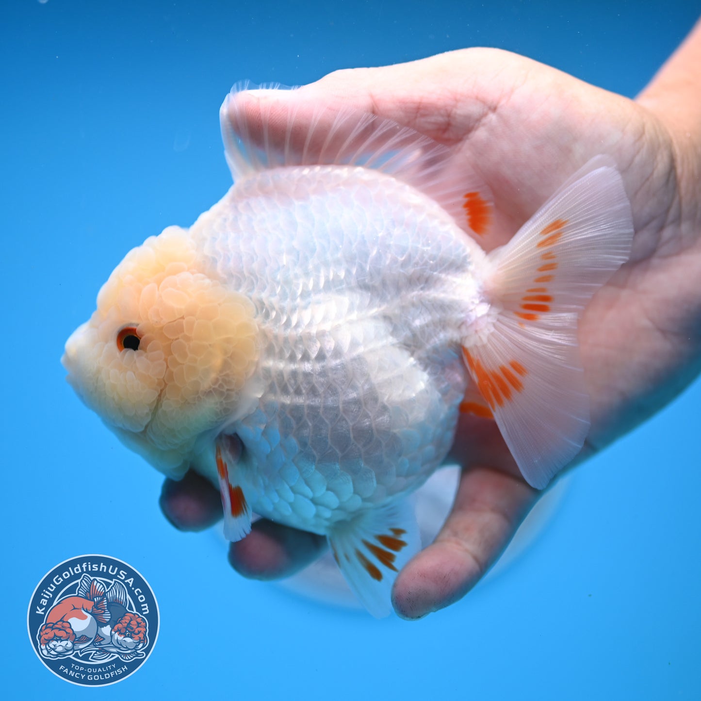 Jade Head Red White Oranda 4 inches Body (250523_OR01)