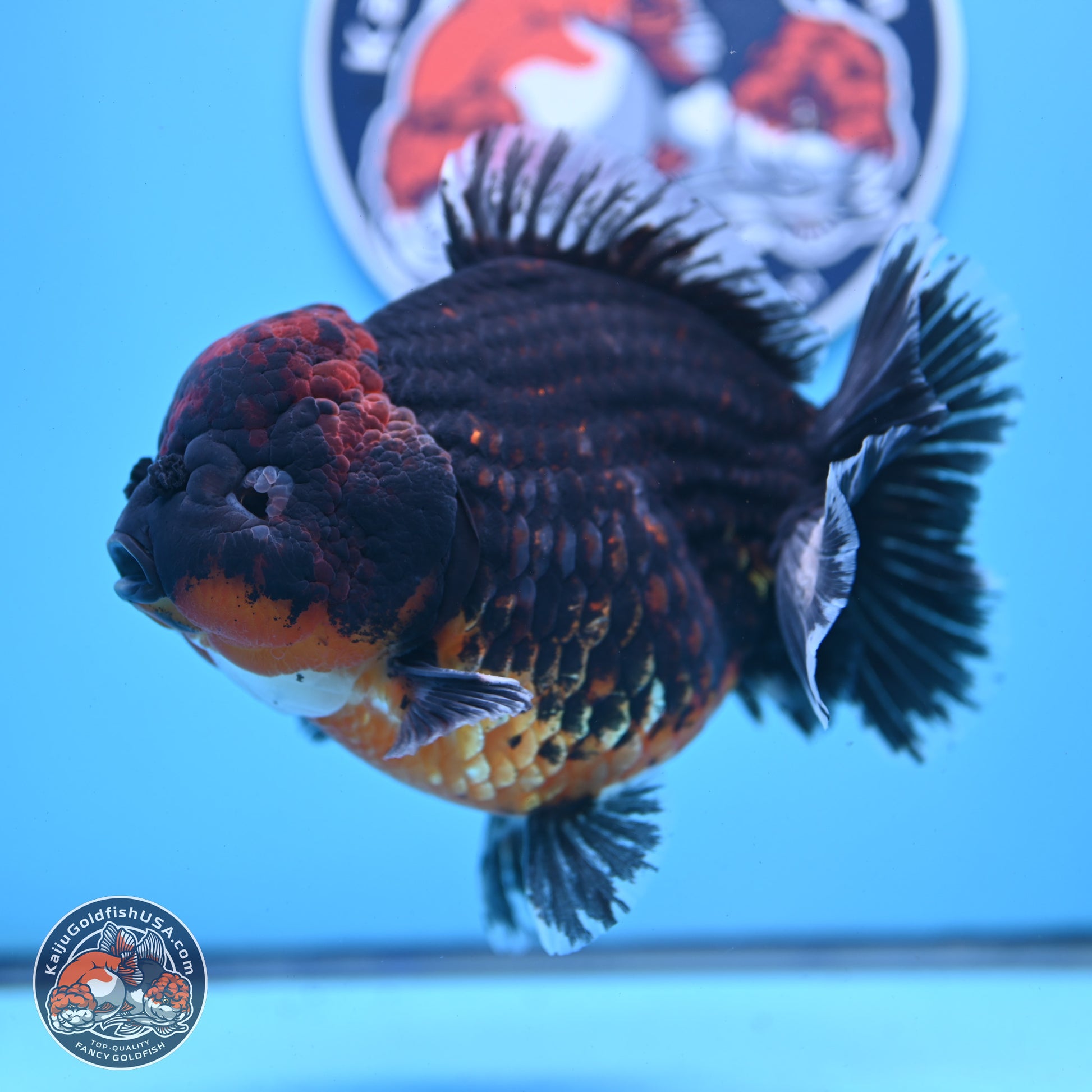 Super Jumbo Shogun Godzilla Red Kirin Oranda 7 inches (241025_OR01) - Kaiju Goldfish USA