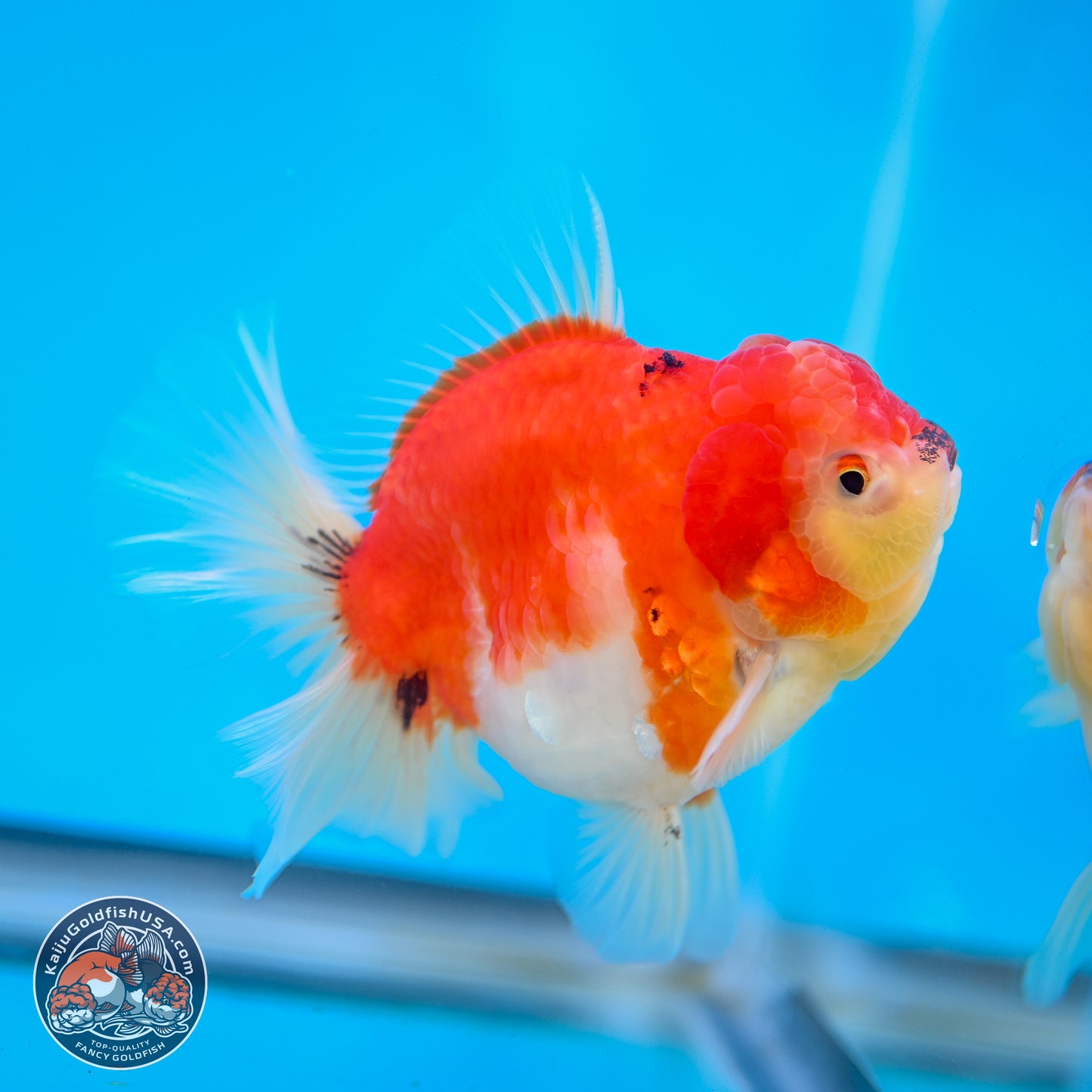 Tricolor Sakura Rose Tail Oranda 4 inches Body - Female (250214_OR01)