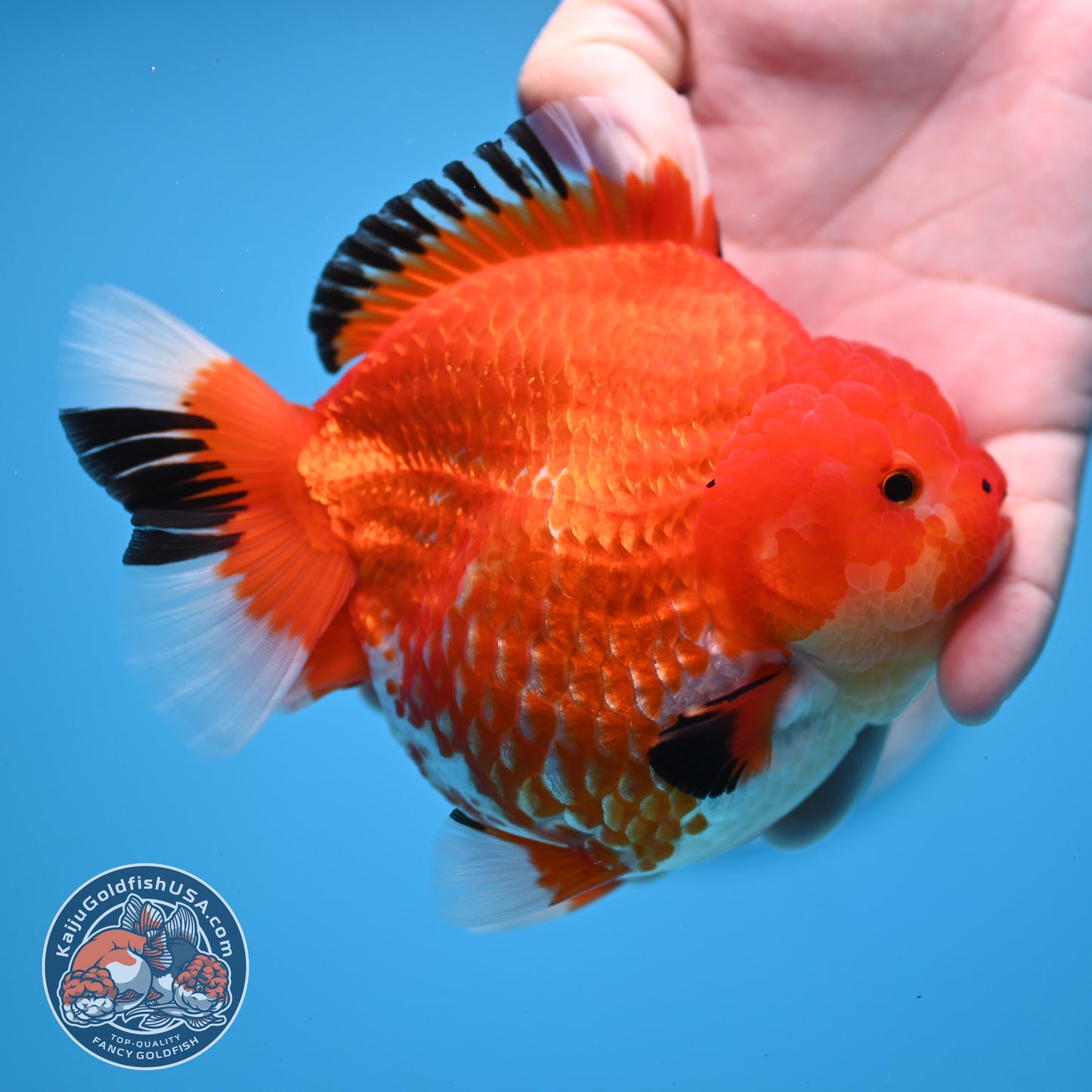 Jumbo Red White YuanBao Oranda 4.5 inches Body (250516_OR01)