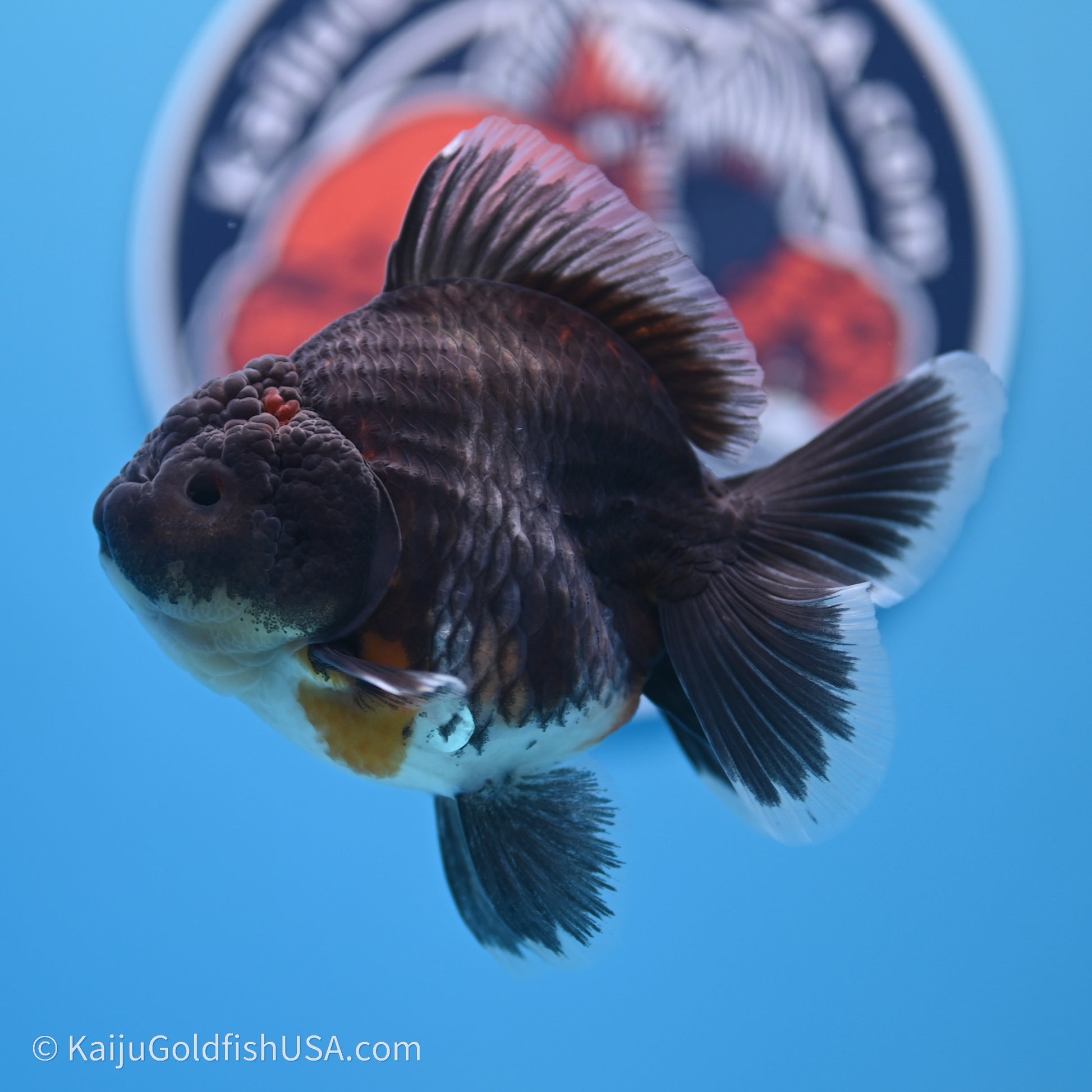 Shogun Godzilla Kirin Oranda 3.5in Body (240719_OR01) - Kaiju Goldfish USA