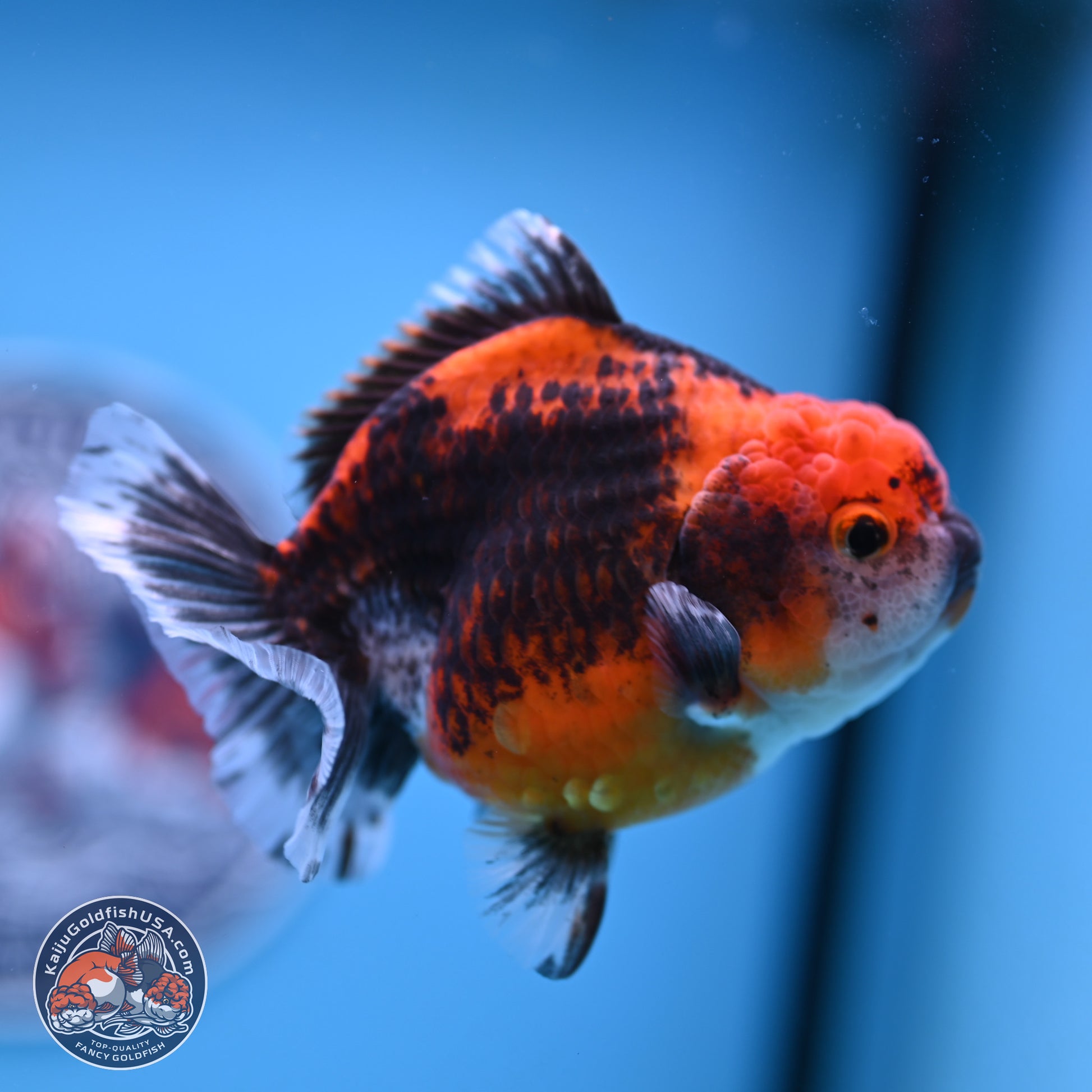 Shogun Kirin Oranda 3.75-4.5 in (241011_OR01) - Kaiju Goldfish USA