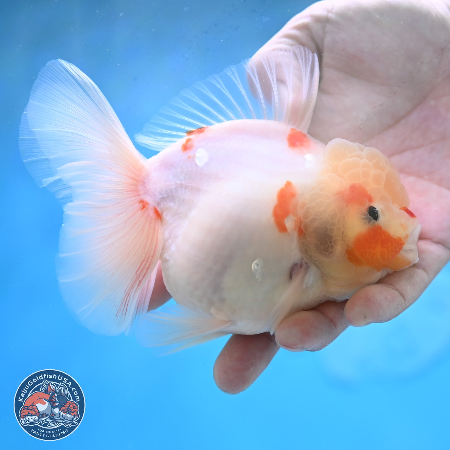 Sakura Rose Tail Oranda 4 inches Body - Female (250207_OR01)