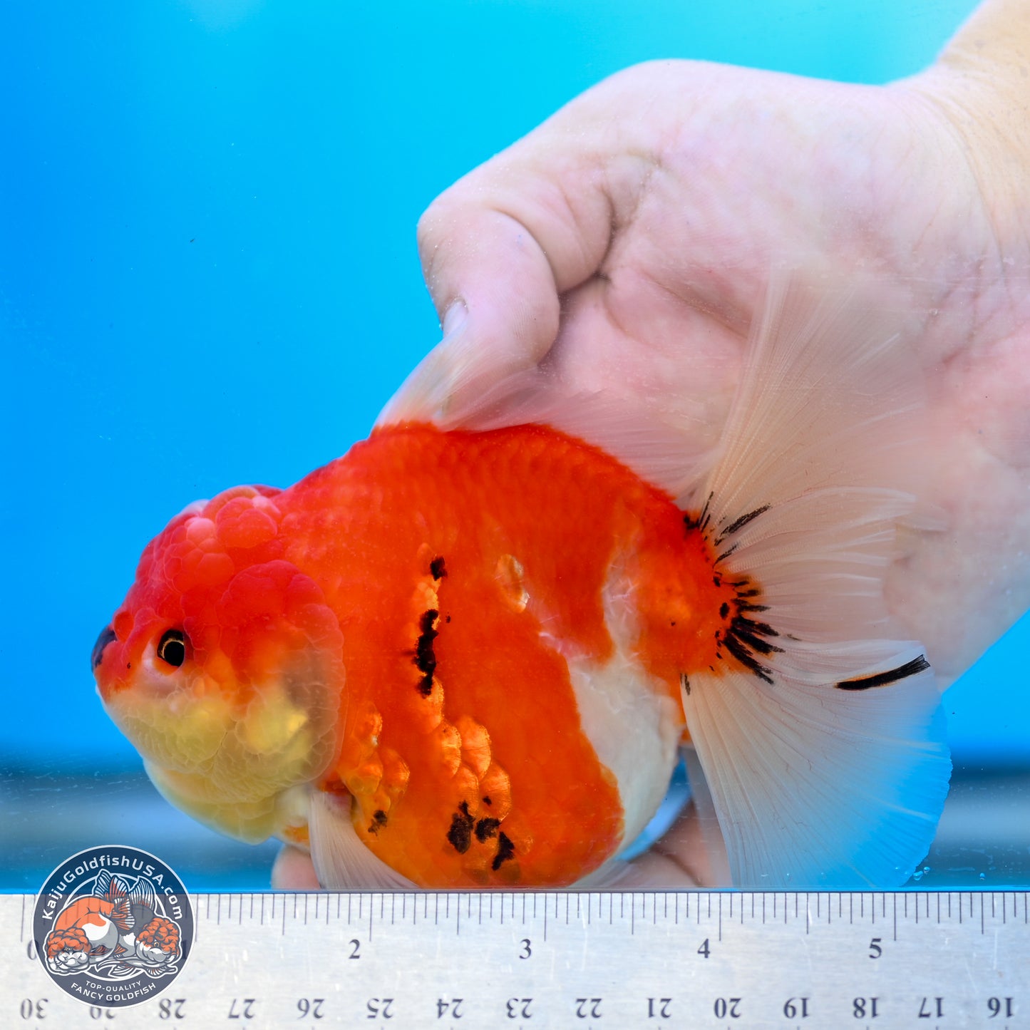 Tricolor Sakura Rose Tail Oranda 4 inches Body - Female (250214_OR01)