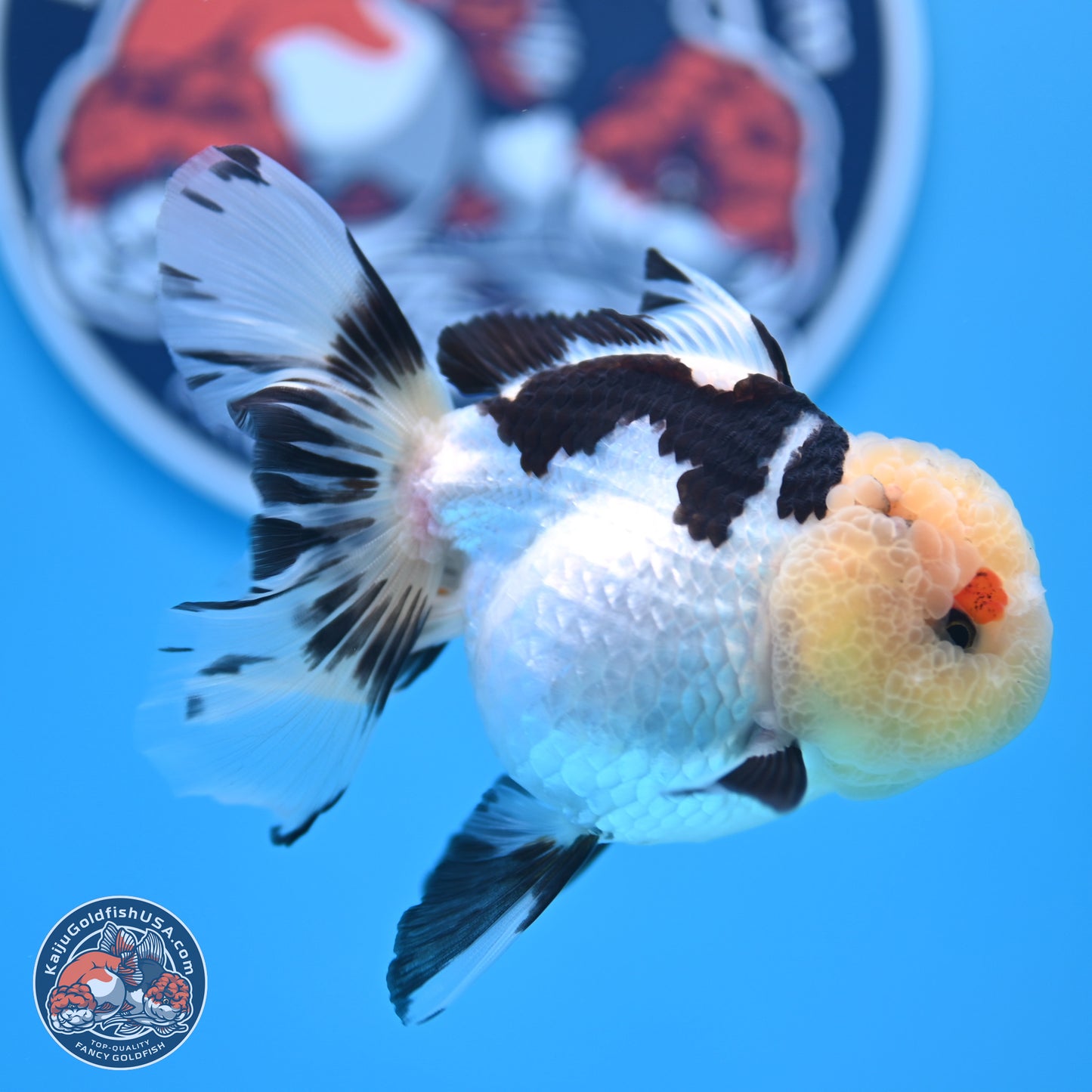 Panda Rose Tail Oranda 3.25in body (240809_OR01) - Kaiju Goldfish USA