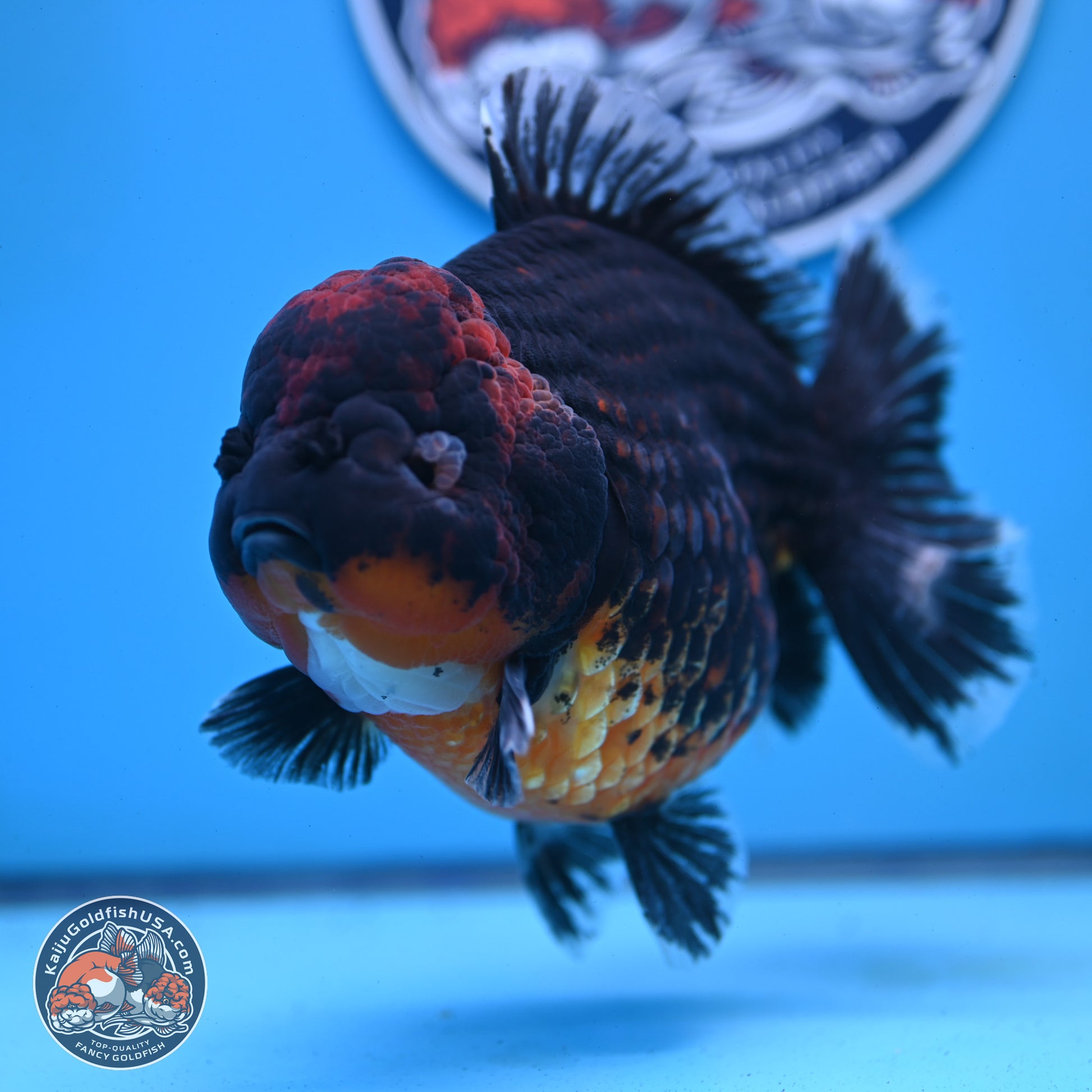 Super Jumbo Shogun Godzilla Red Kirin Oranda 7 inches (241025_OR01) - Kaiju Goldfish USA