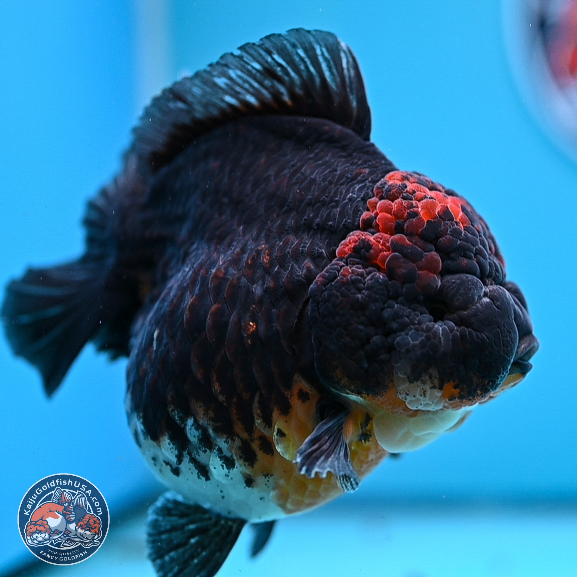 Jumbo Shogun Godzilla Kirin Oranda 5in Body (240823_OR1) - Overnight shipping only - Kaiju Goldfish USA