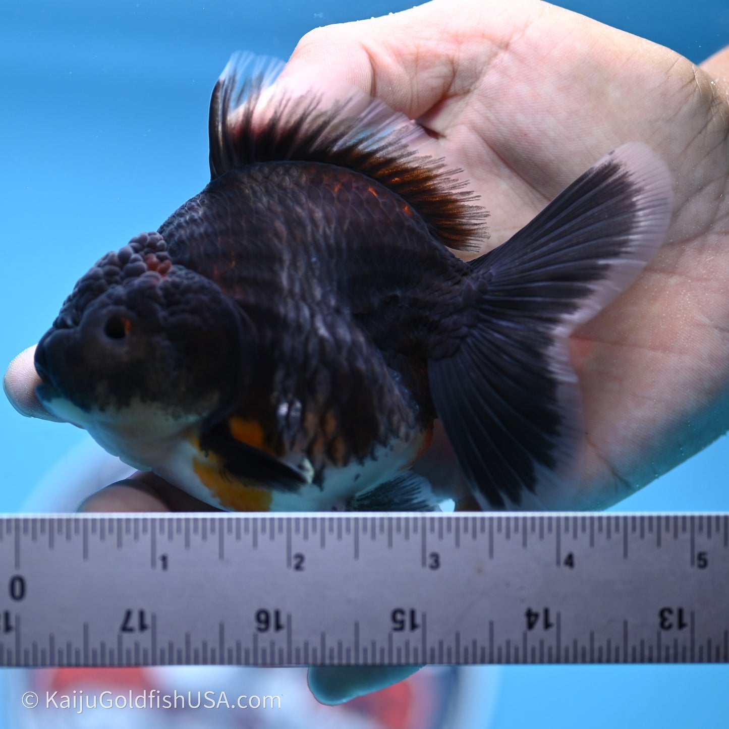 Shogun Godzilla Kirin Oranda 3.5in Body (240719_OR01) - Kaiju Goldfish USA