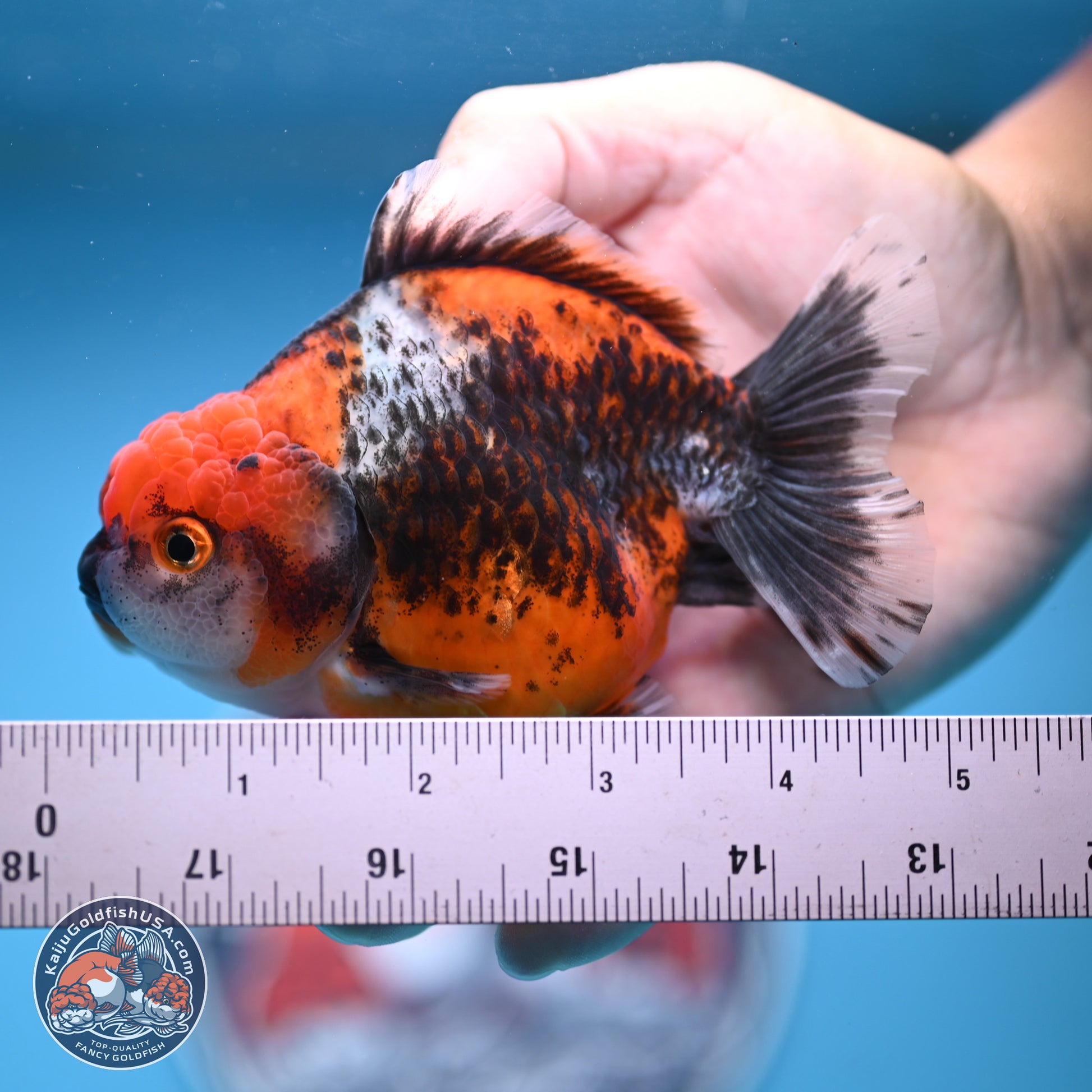 Shogun Kirin Oranda 3.75-4.5 in (241011_OR01) - Kaiju Goldfish USA