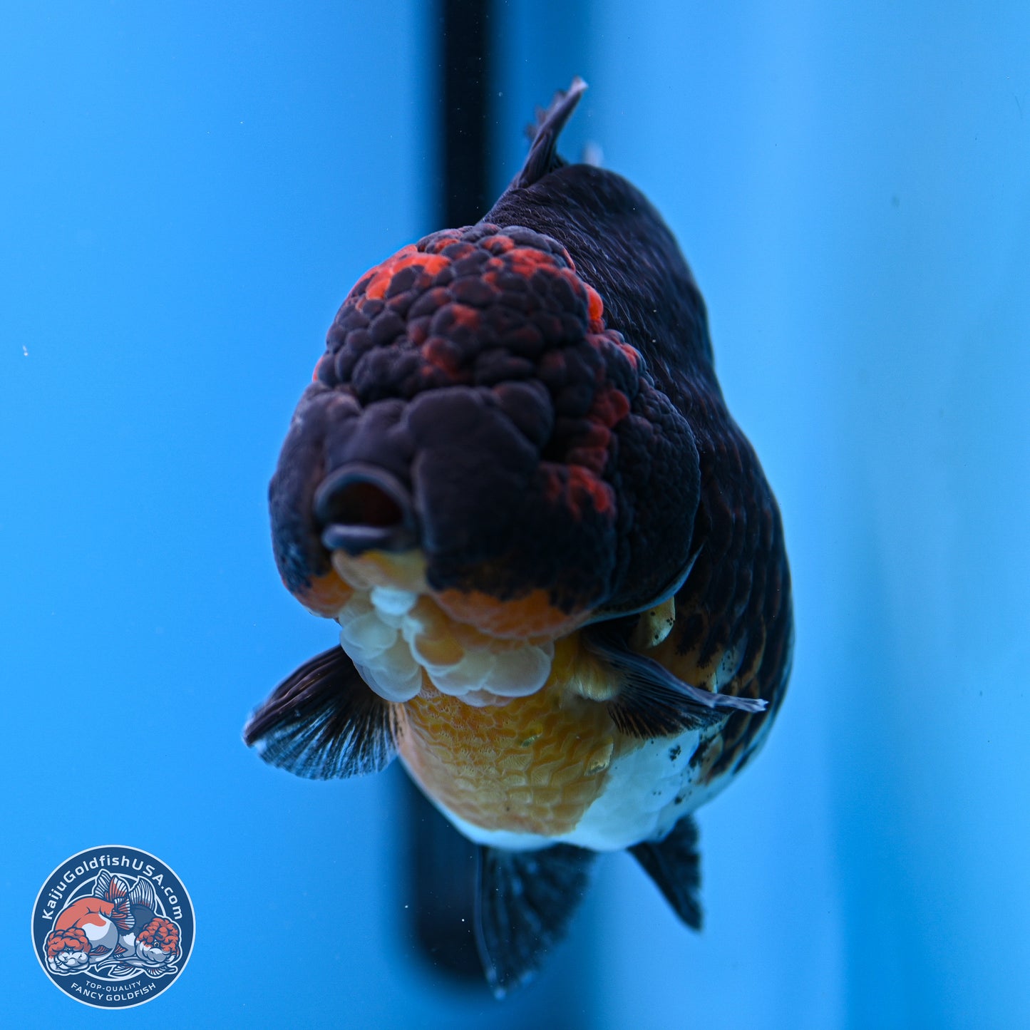 Jumbo Shogun Godzilla Kirin Oranda 5in Body (240823_OR1) - Overnight shipping only - Kaiju Goldfish USA