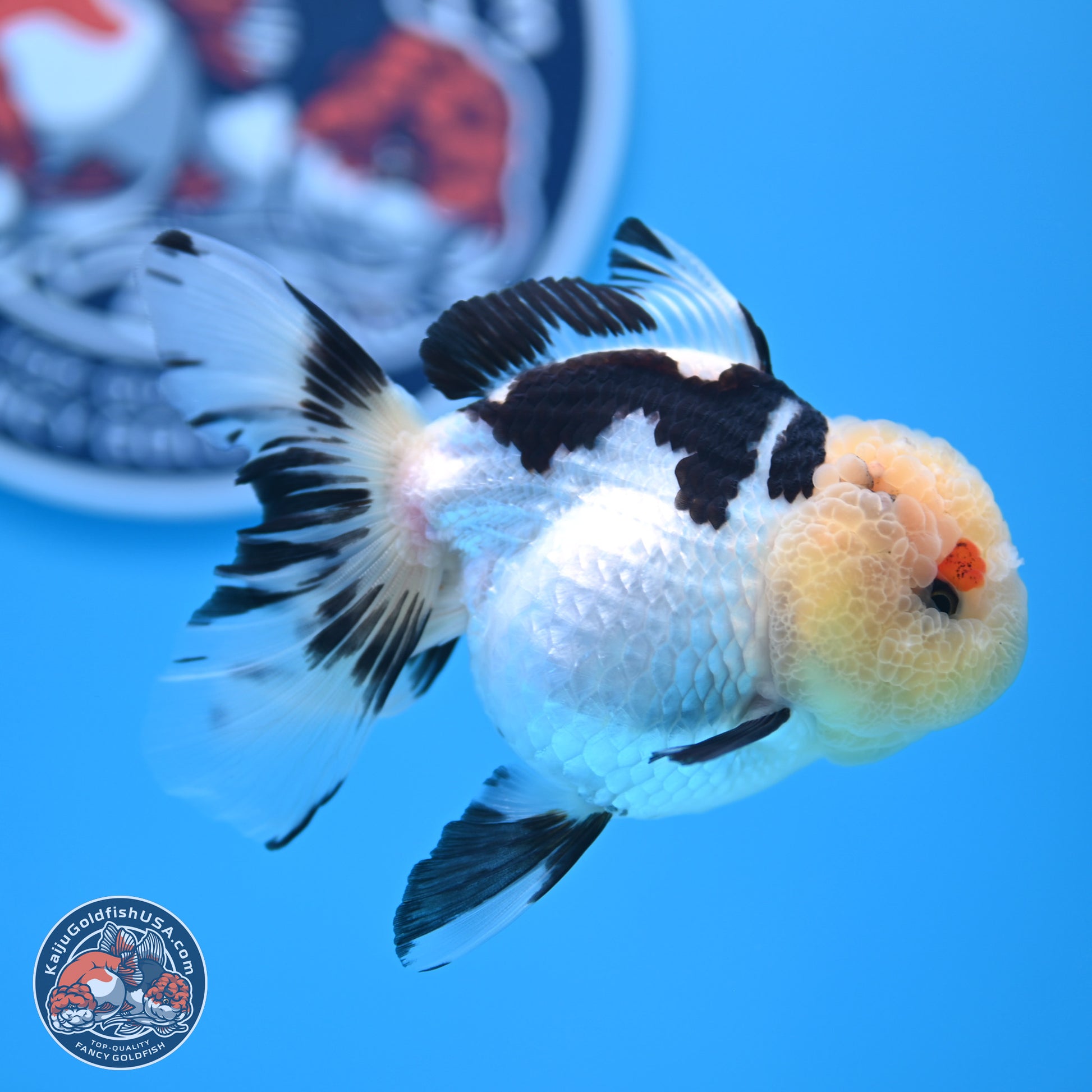 Panda Rose Tail Oranda 3.25in body (240809_OR01) - Kaiju Goldfish USA