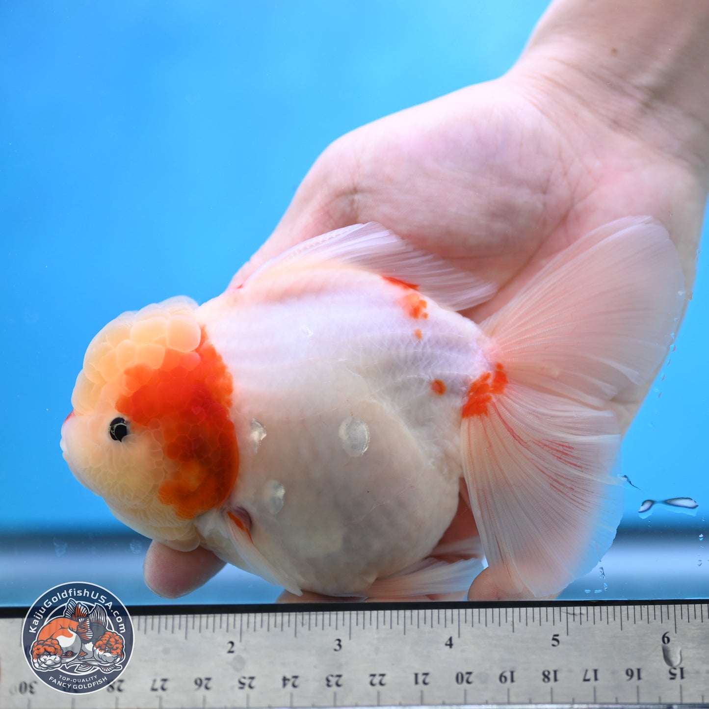 Sakura Rose Tail Oranda 4 inches Body - Female (250207_OR01)