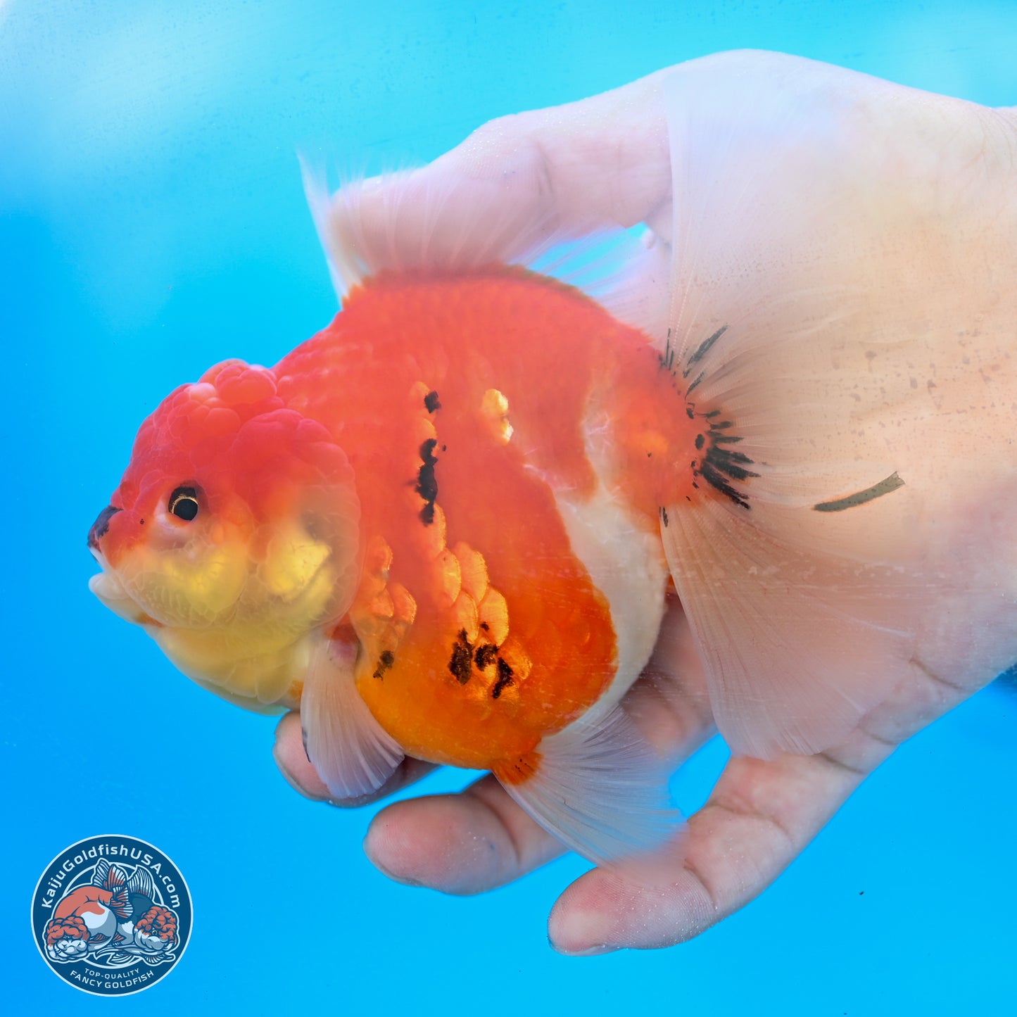 Tricolor Sakura Rose Tail Oranda 4 inches Body - Female (250214_OR01)