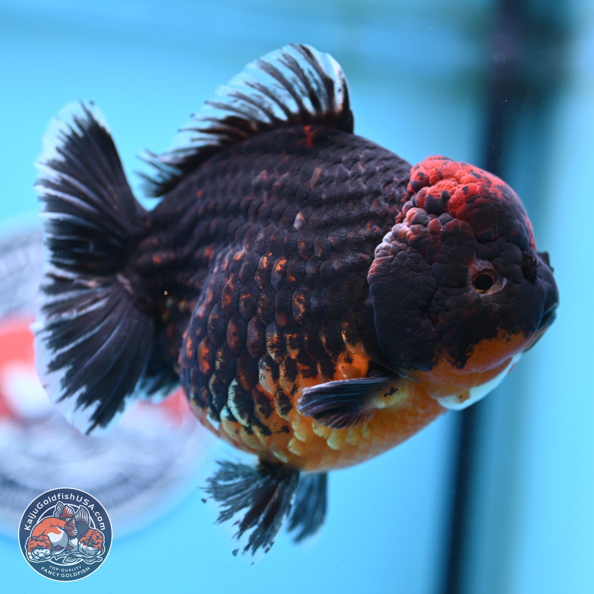 Super Jumbo Shogun Godzilla Red Kirin Oranda 7 inches (241025_OR01) - Kaiju Goldfish USA