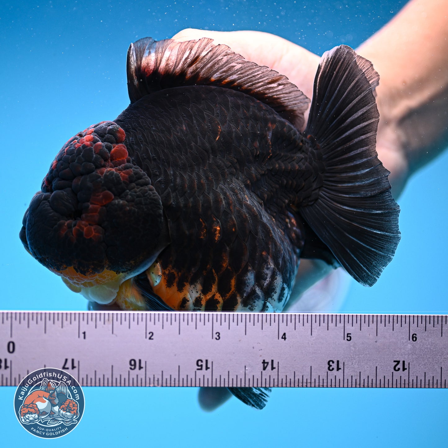 Jumbo Shogun Godzilla Kirin Oranda 5in Body (240823_OR1) - Overnight shipping only - Kaiju Goldfish USA