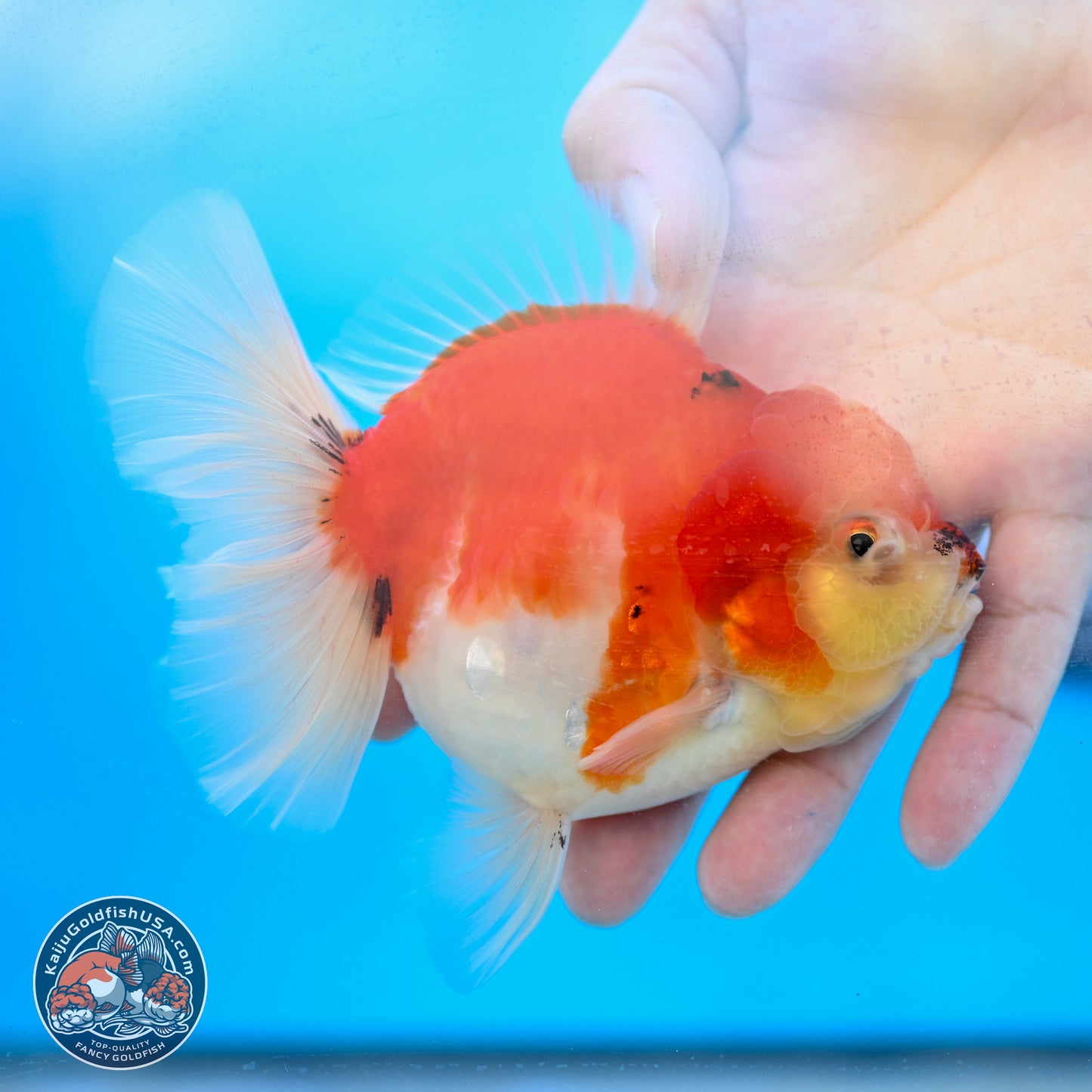 Tricolor Sakura Rose Tail Oranda 4 inches Body - Female (250214_OR01)