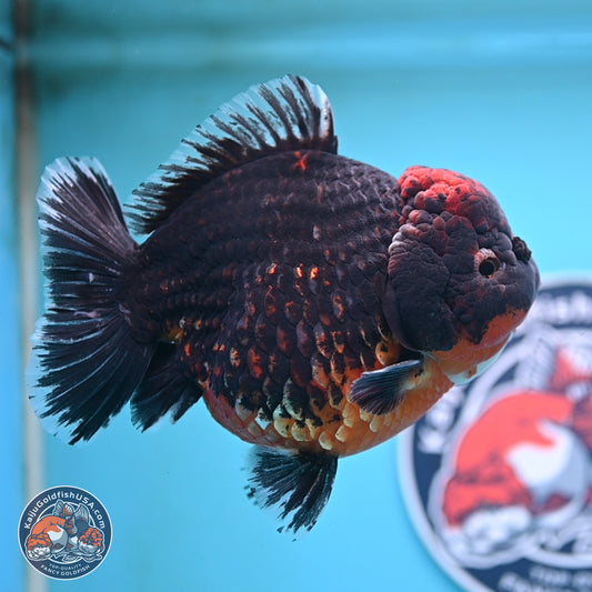 Super Jumbo Shogun Godzilla Red Kirin Oranda 7 inches (241025_OR01) - Kaiju Goldfish USA