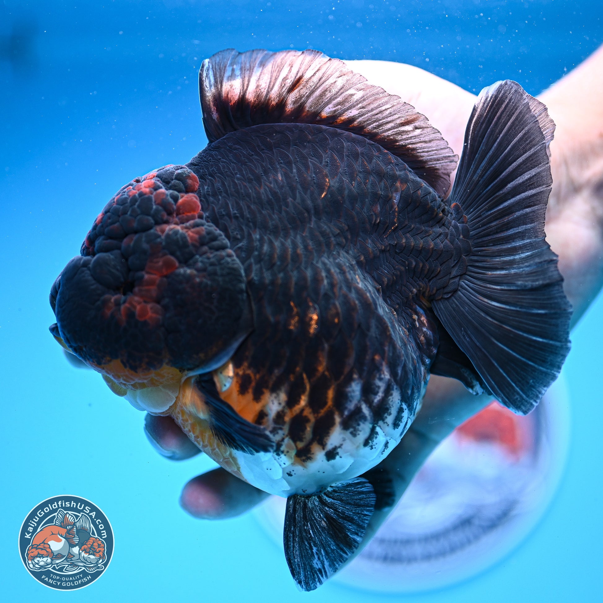 Jumbo Shogun Godzilla Kirin Oranda 5in Body (240823_OR1) - Overnight shipping only - Kaiju Goldfish USA