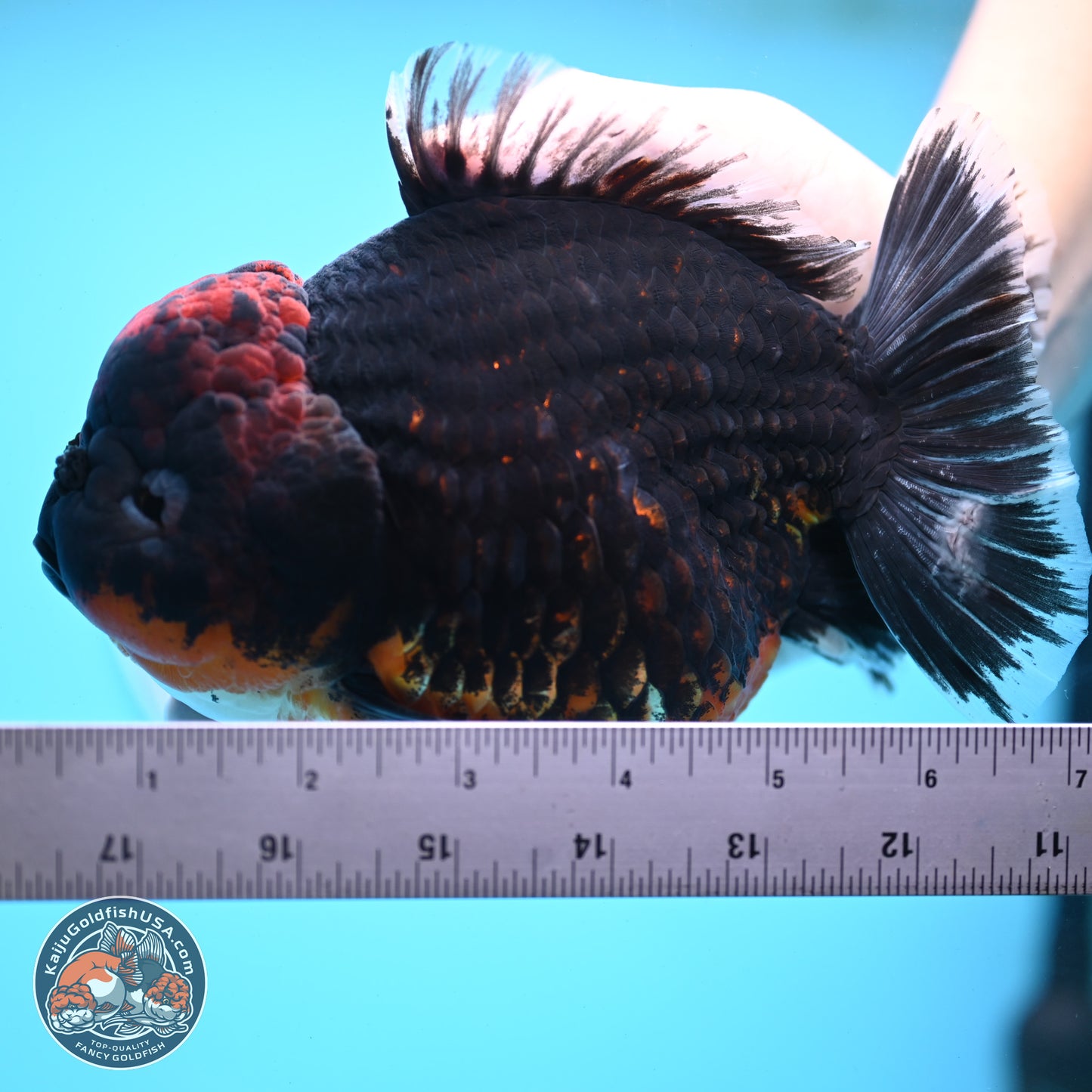 Super Jumbo Shogun Godzilla Red Kirin Oranda 7 inches (241025_OR01) - Kaiju Goldfish USA