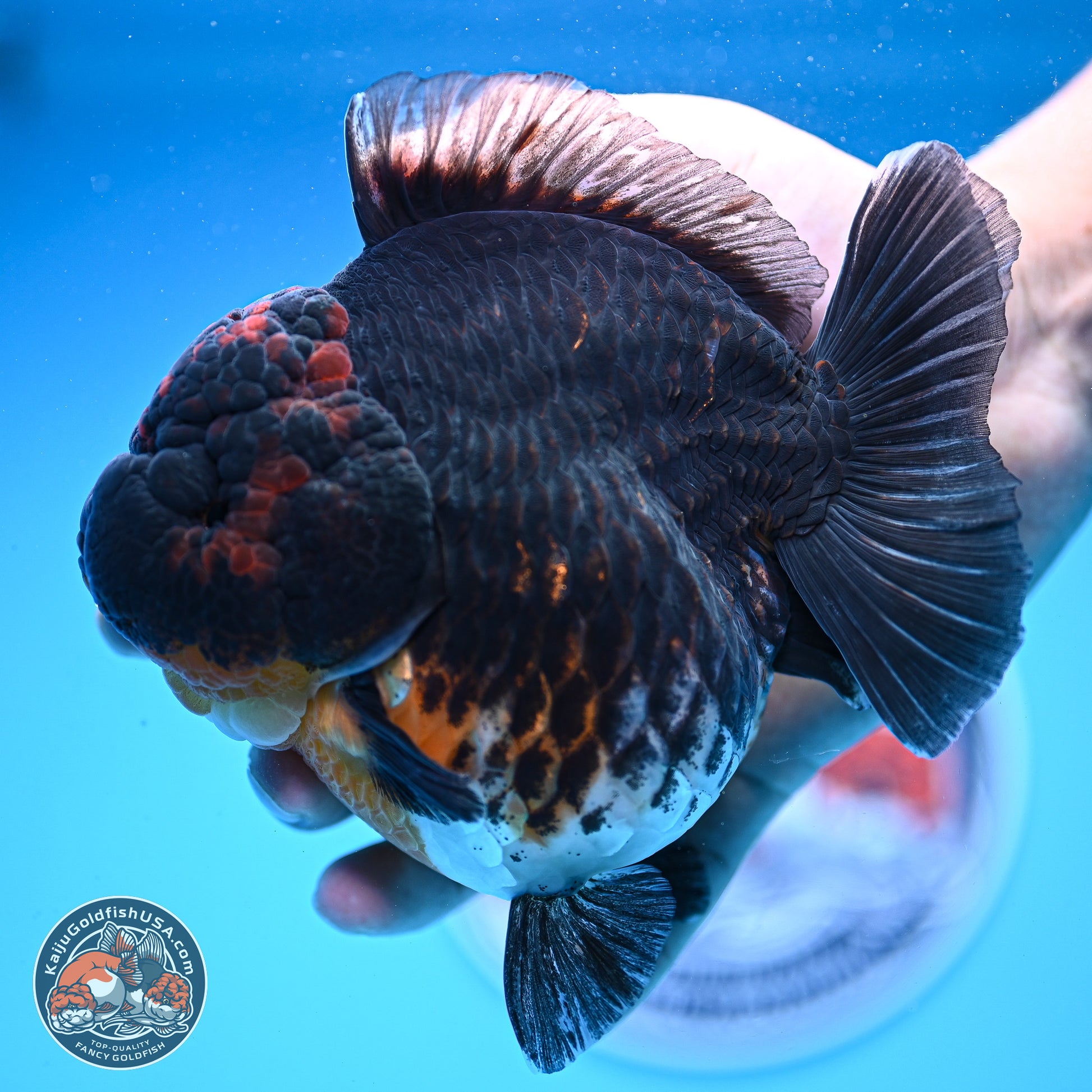 Jumbo Shogun Godzilla Kirin Oranda 5in Body (240823_OR1) - Overnight shipping only - Kaiju Goldfish USA