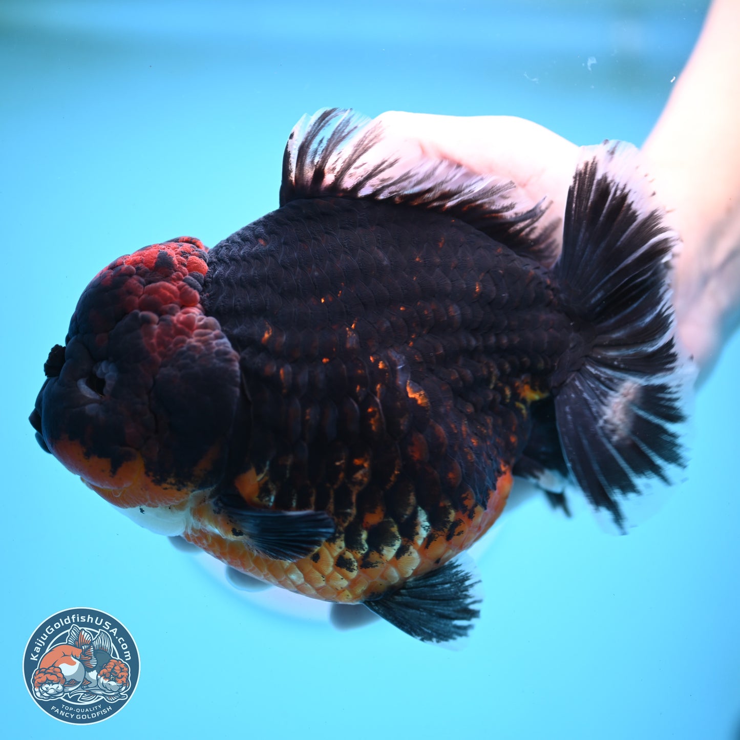 Super Jumbo Shogun Godzilla Red Kirin Oranda 7 inches (241025_OR01) - Kaiju Goldfish USA