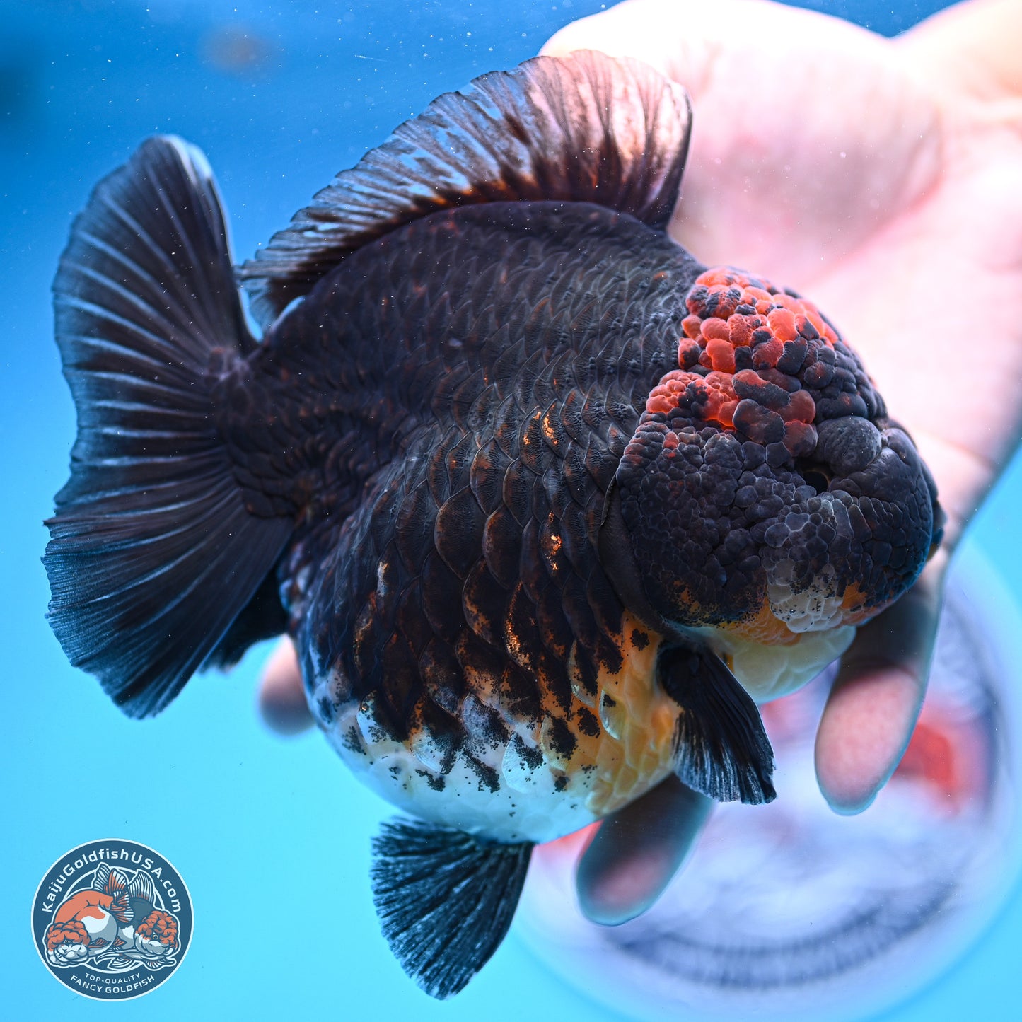 Jumbo Shogun Godzilla Kirin Oranda 5in Body (240823_OR1) - Overnight shipping only - Kaiju Goldfish USA