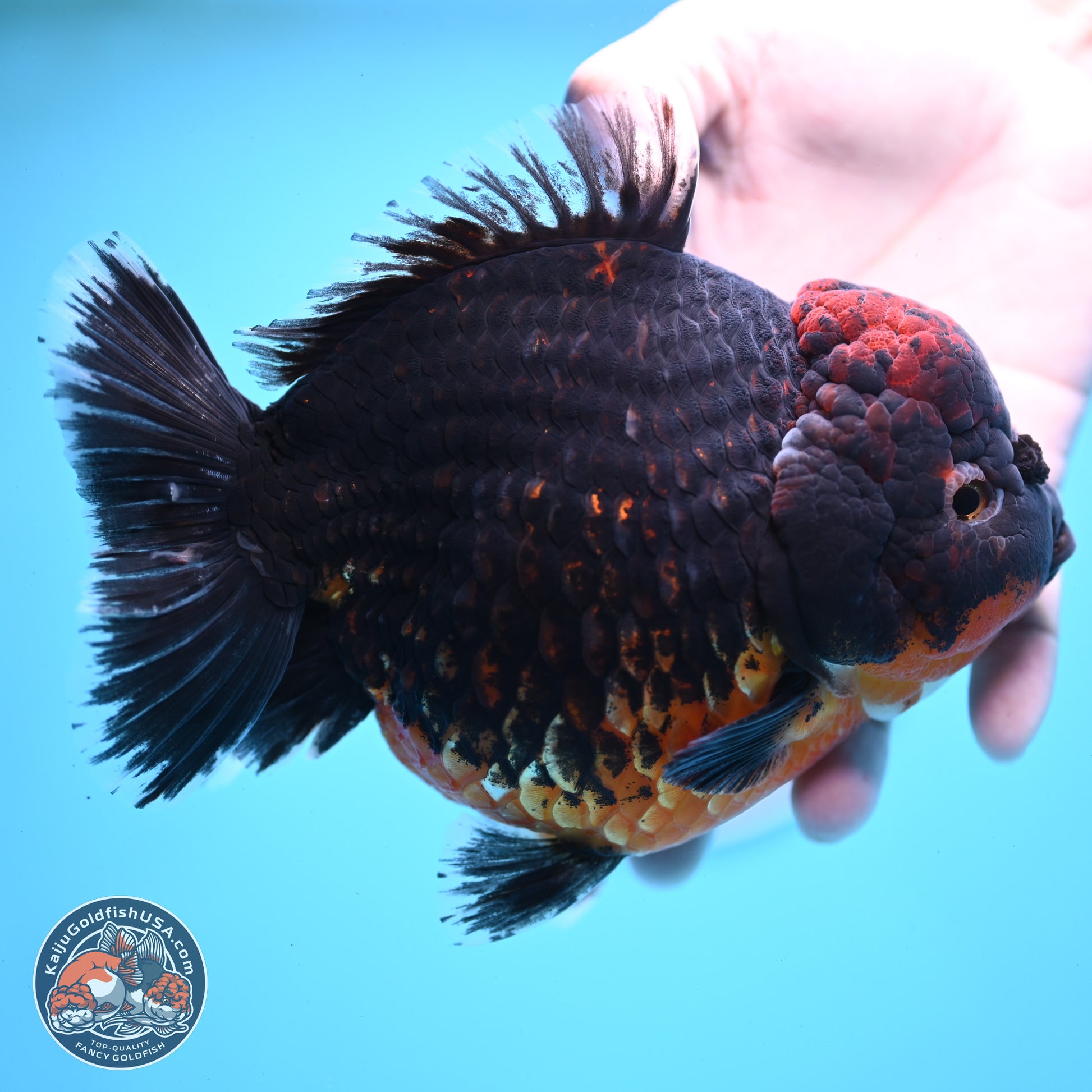 Super Jumbo Shogun Godzilla Red Kirin Oranda 7 inches (241025_OR01) - Kaiju Goldfish USA