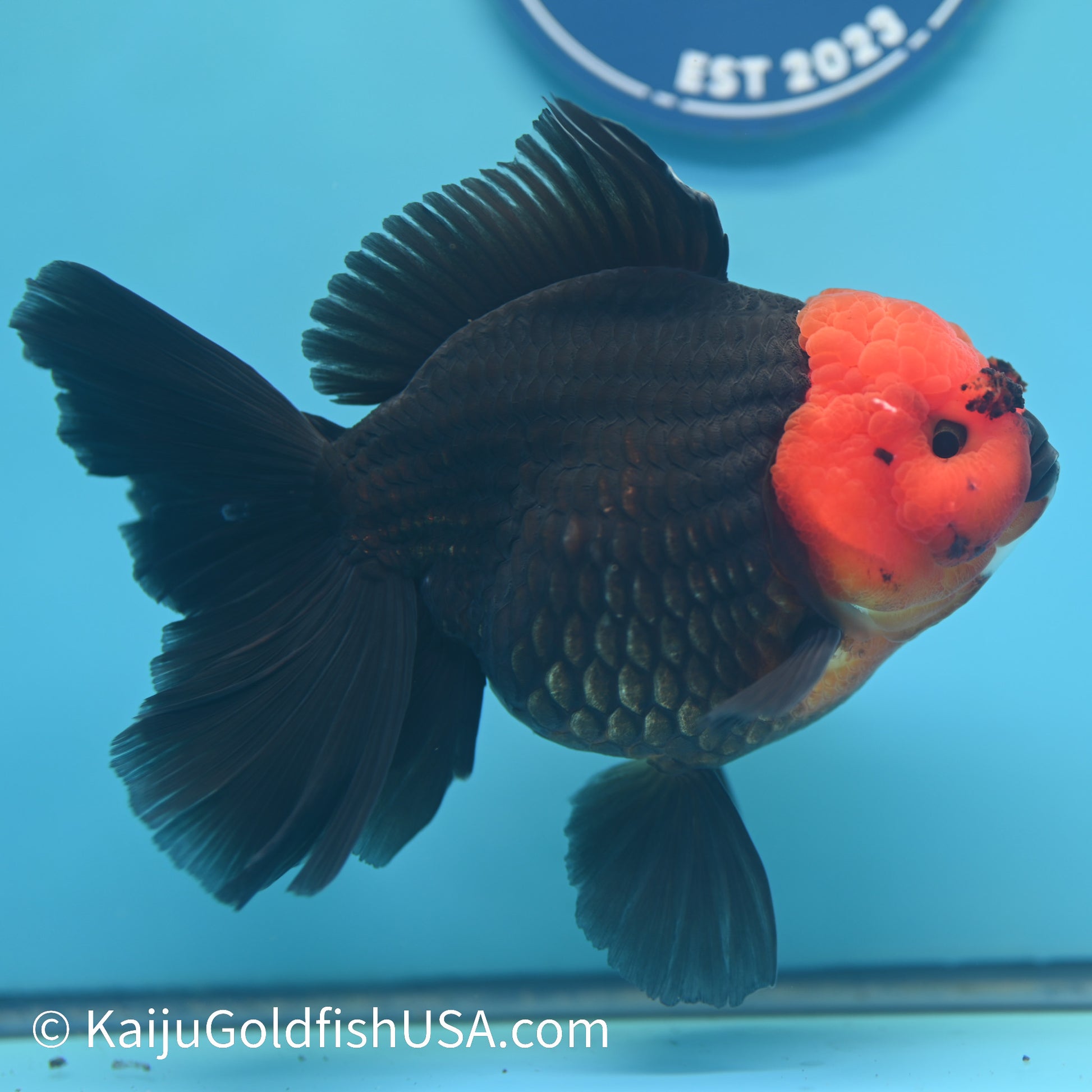 Jumbo Red Head Black Body Rose Tail Oranda 6 inches(240503_OR01) - Kaiju Goldfish USA