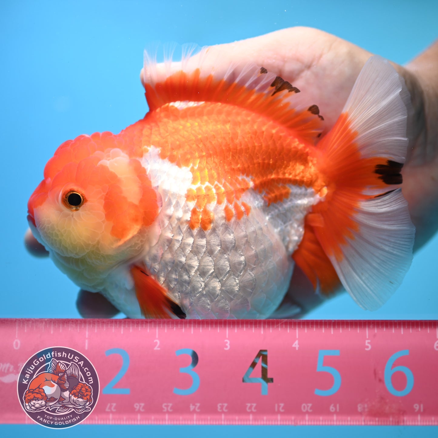 Large Red White Oranda 4.5 inch Body (250905_OR01)