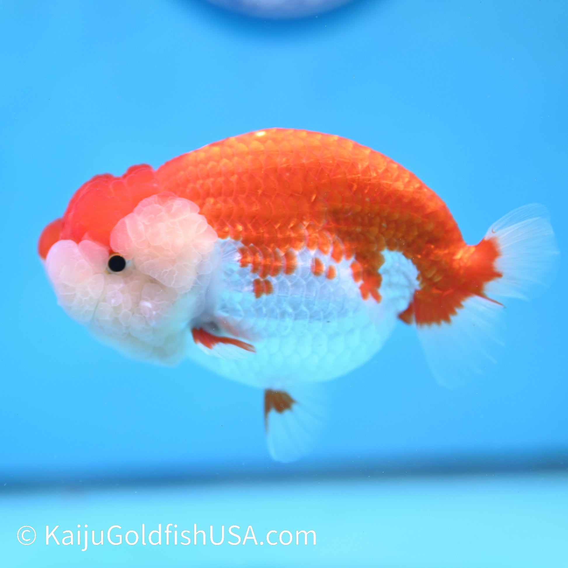 Red White Buffalo Ranchu 4.5 inches (240412_RC01) - Kaiju Goldfish USA