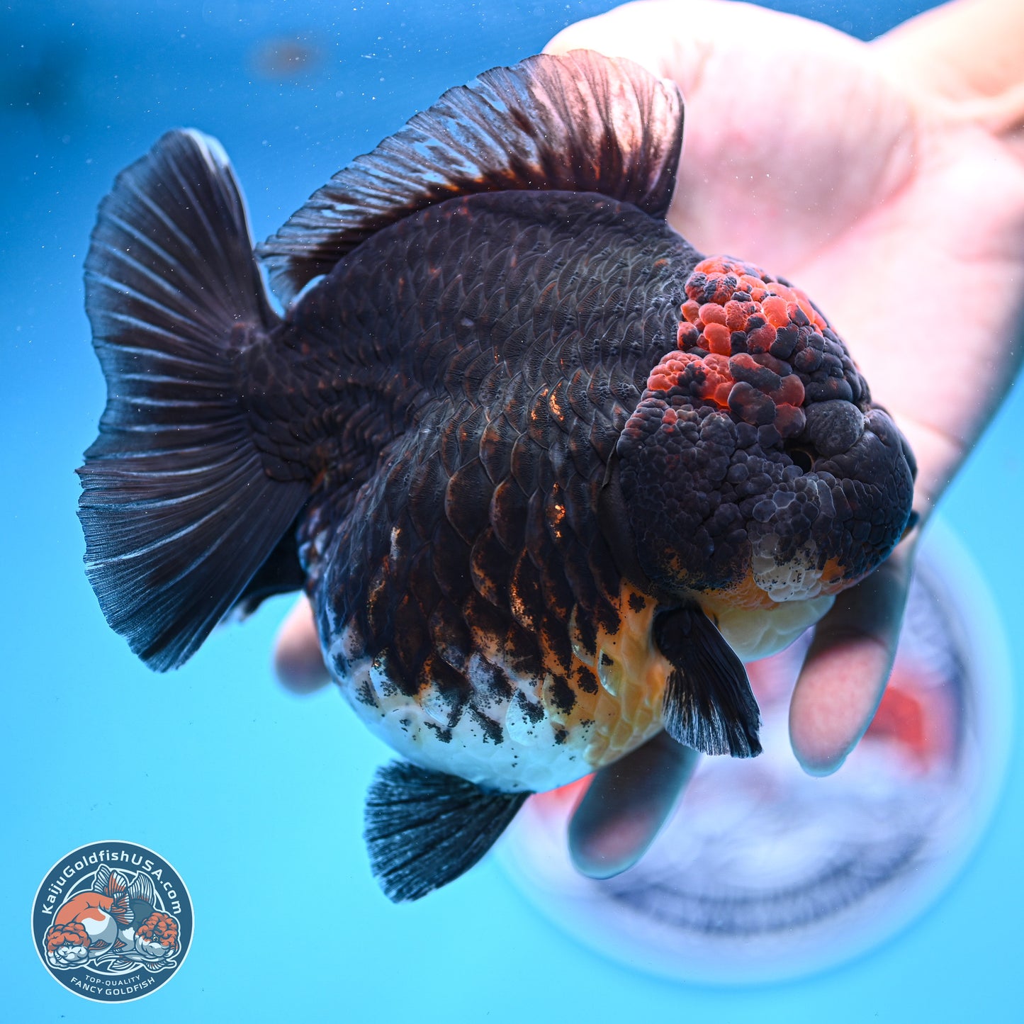 Jumbo Shogun Godzilla Kirin Oranda 5in Body (240823_OR1) - Overnight shipping only - Kaiju Goldfish USA