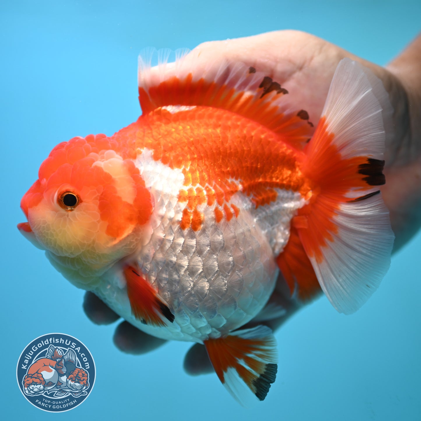 Large Red White Oranda 4.5 inch Body (250905_OR01)