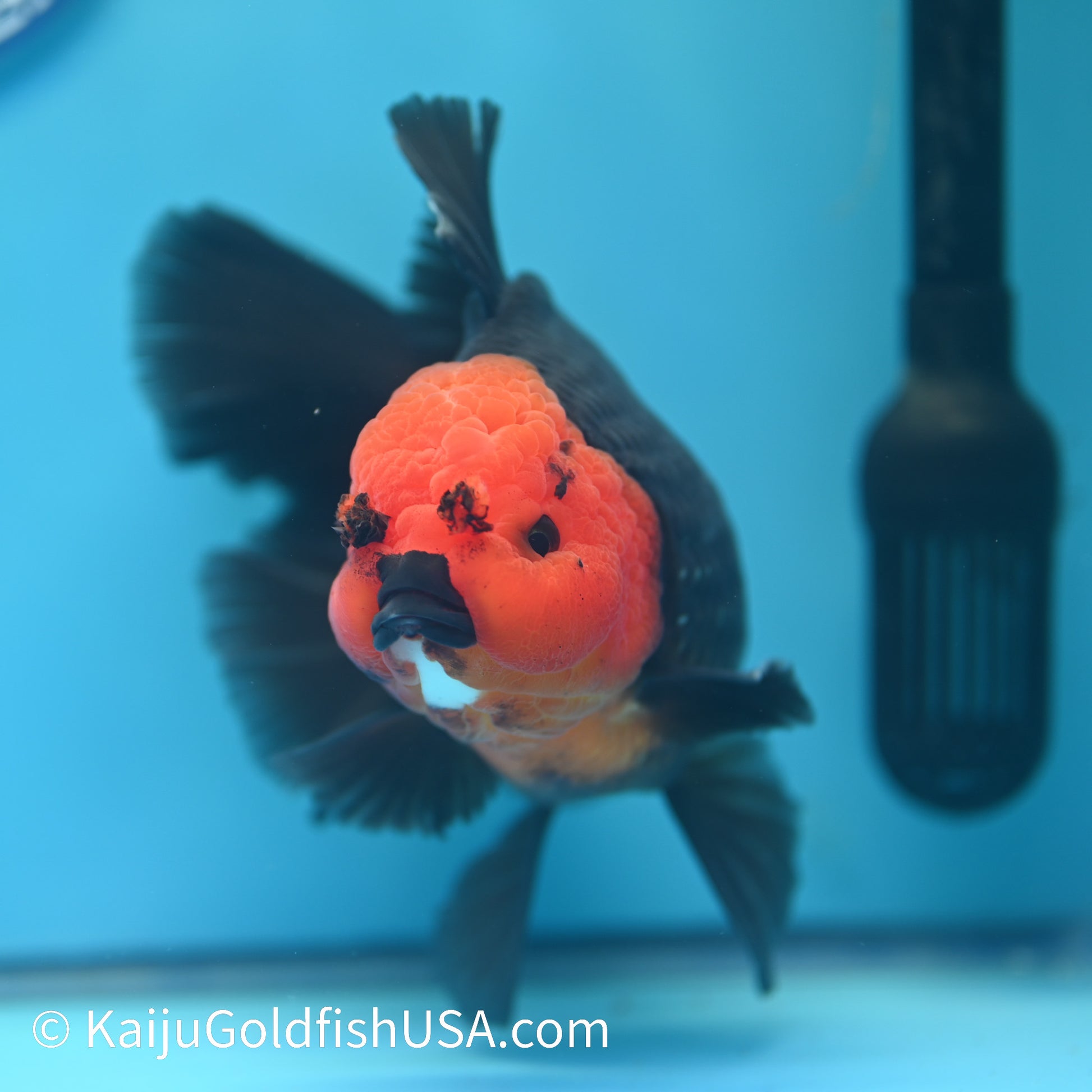 Jumbo Red Head Black Body Rose Tail Oranda 6 inches(240503_OR01) - Kaiju Goldfish USA