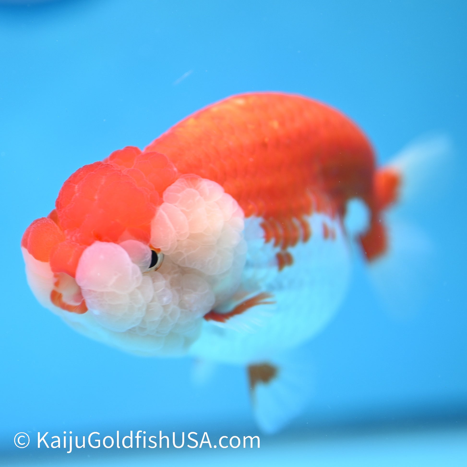 Red White Buffalo Ranchu 4.5 inches (240412_RC01) - Kaiju Goldfish USA