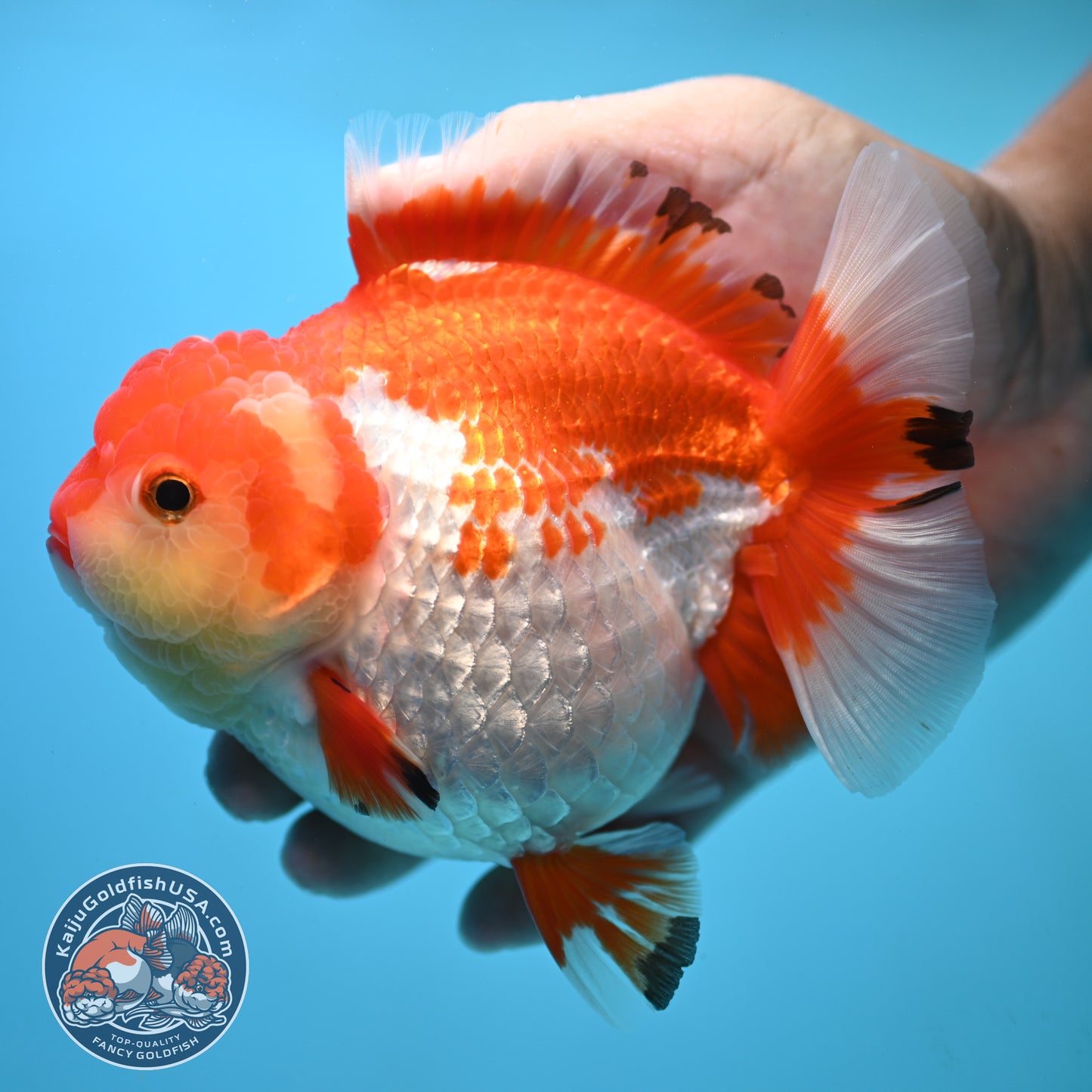 Large Red White Oranda 4.5 inch Body (250905_OR01)
