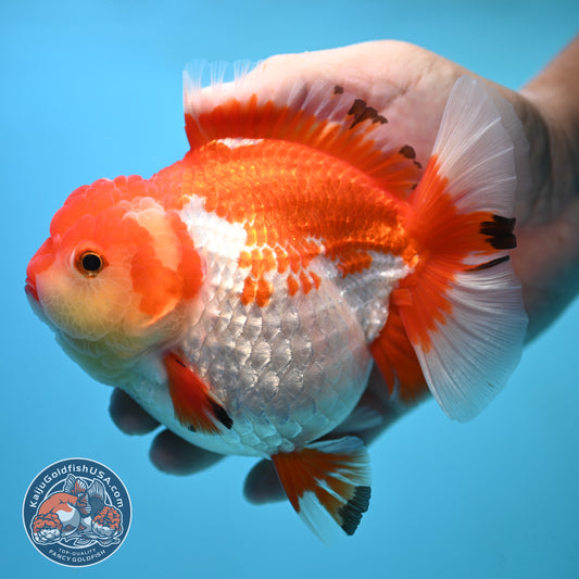 Large Red White Oranda 4.5 inch Body (250905_OR01)
