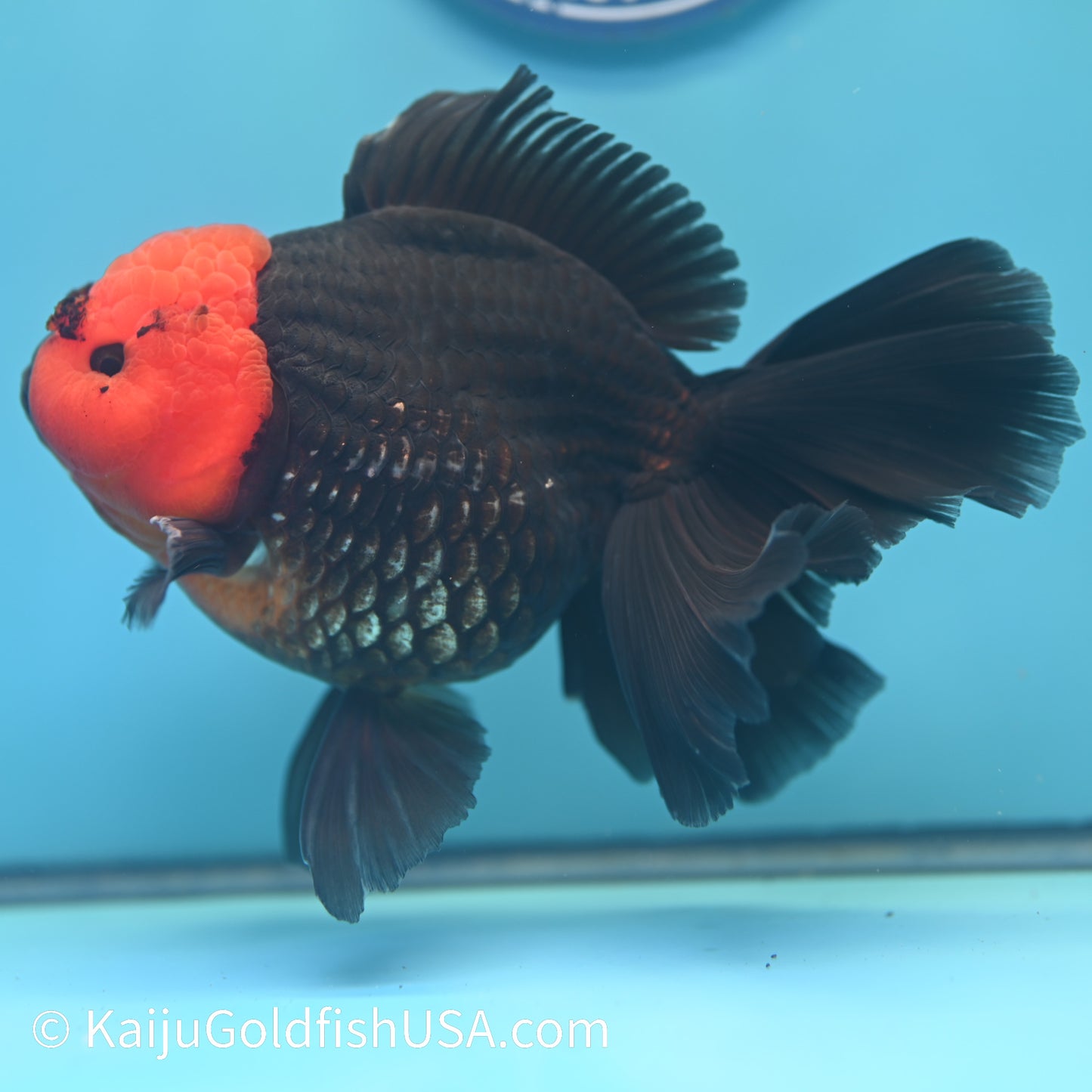 Jumbo Red Head Black Body Rose Tail Oranda 6 inches(240503_OR01) - Kaiju Goldfish USA