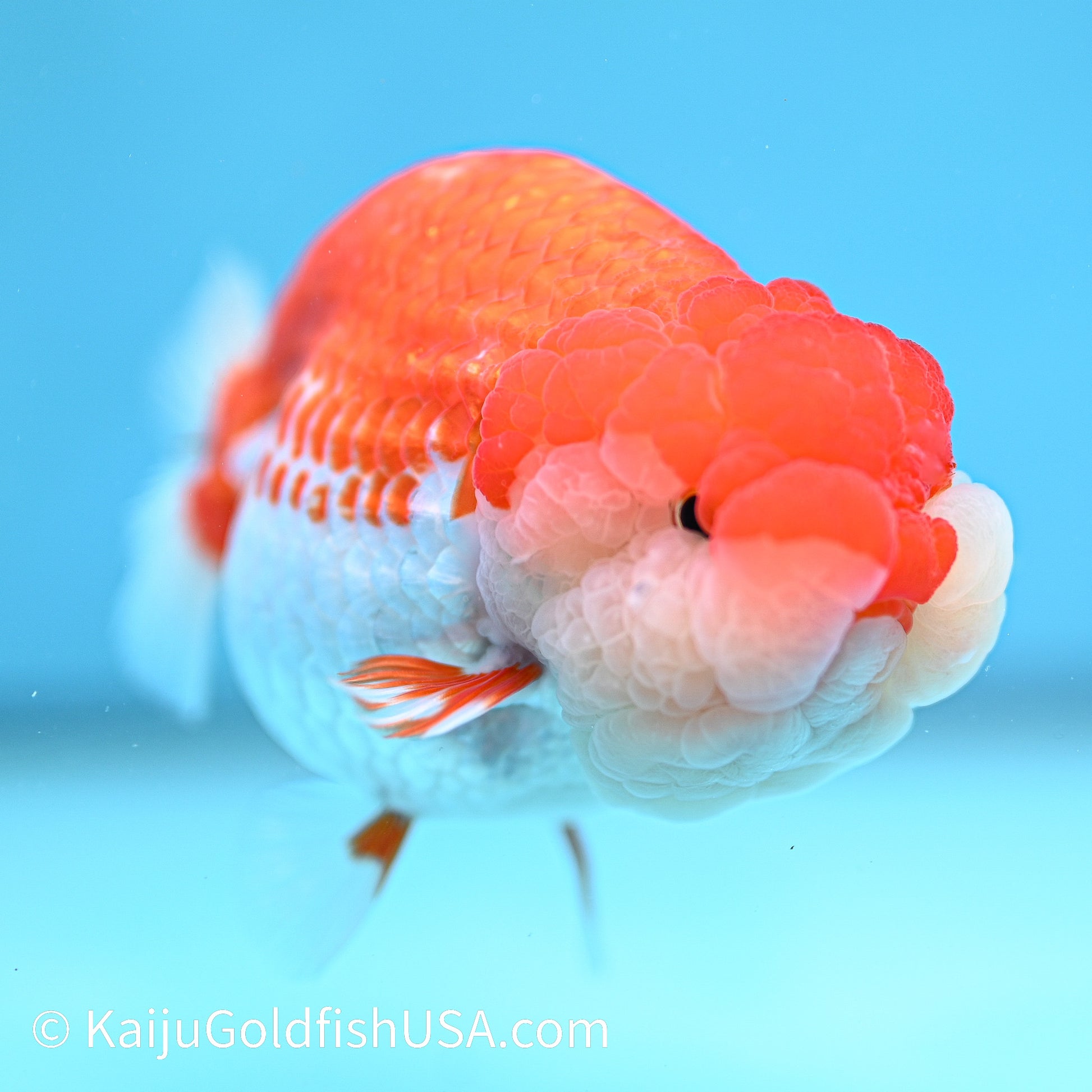 Red White Buffalo Ranchu 4.5 inches (240412_RC01) - Kaiju Goldfish USA