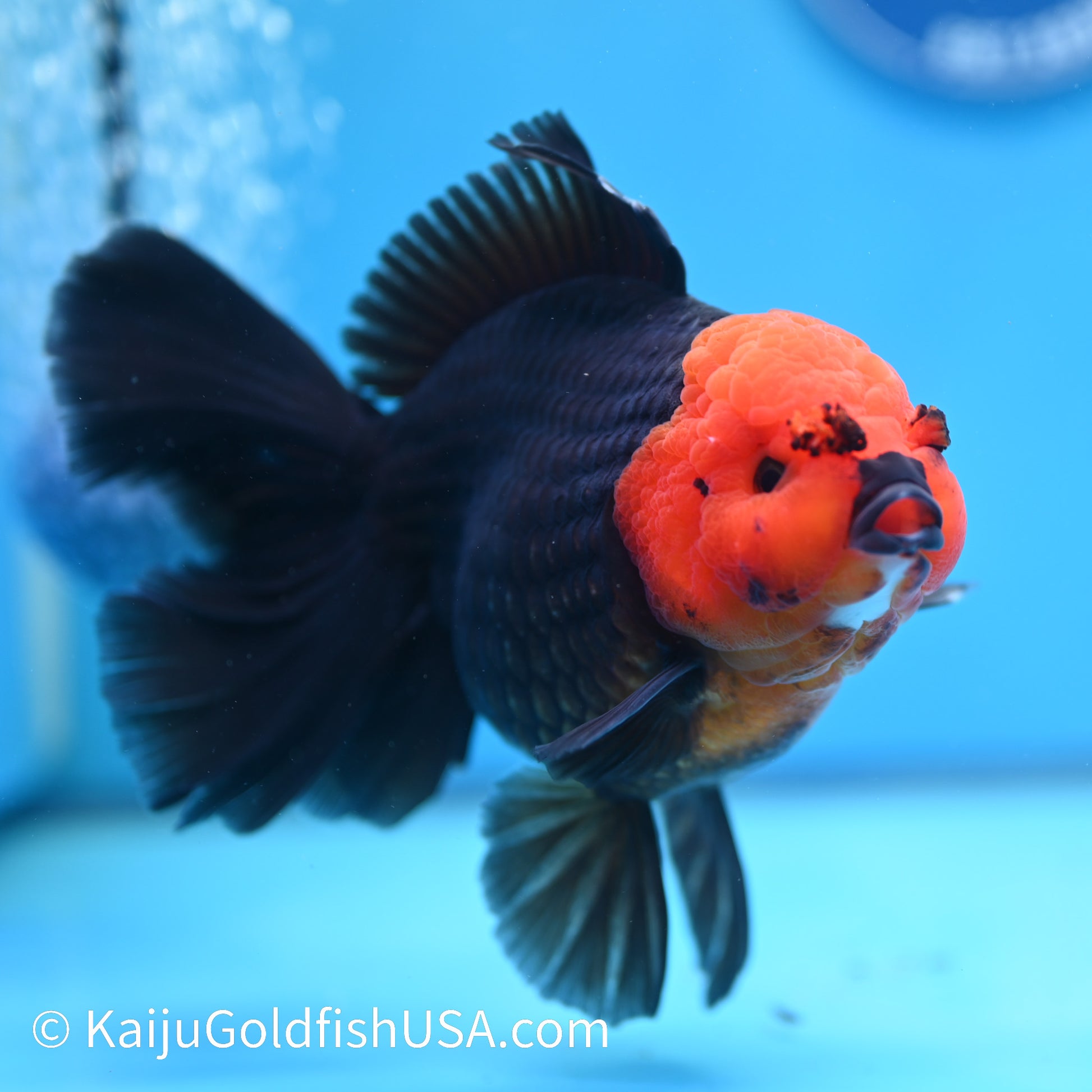 Jumbo Red Head Black Body Rose Tail Oranda 6 inches(240503_OR01) - Kaiju Goldfish USA