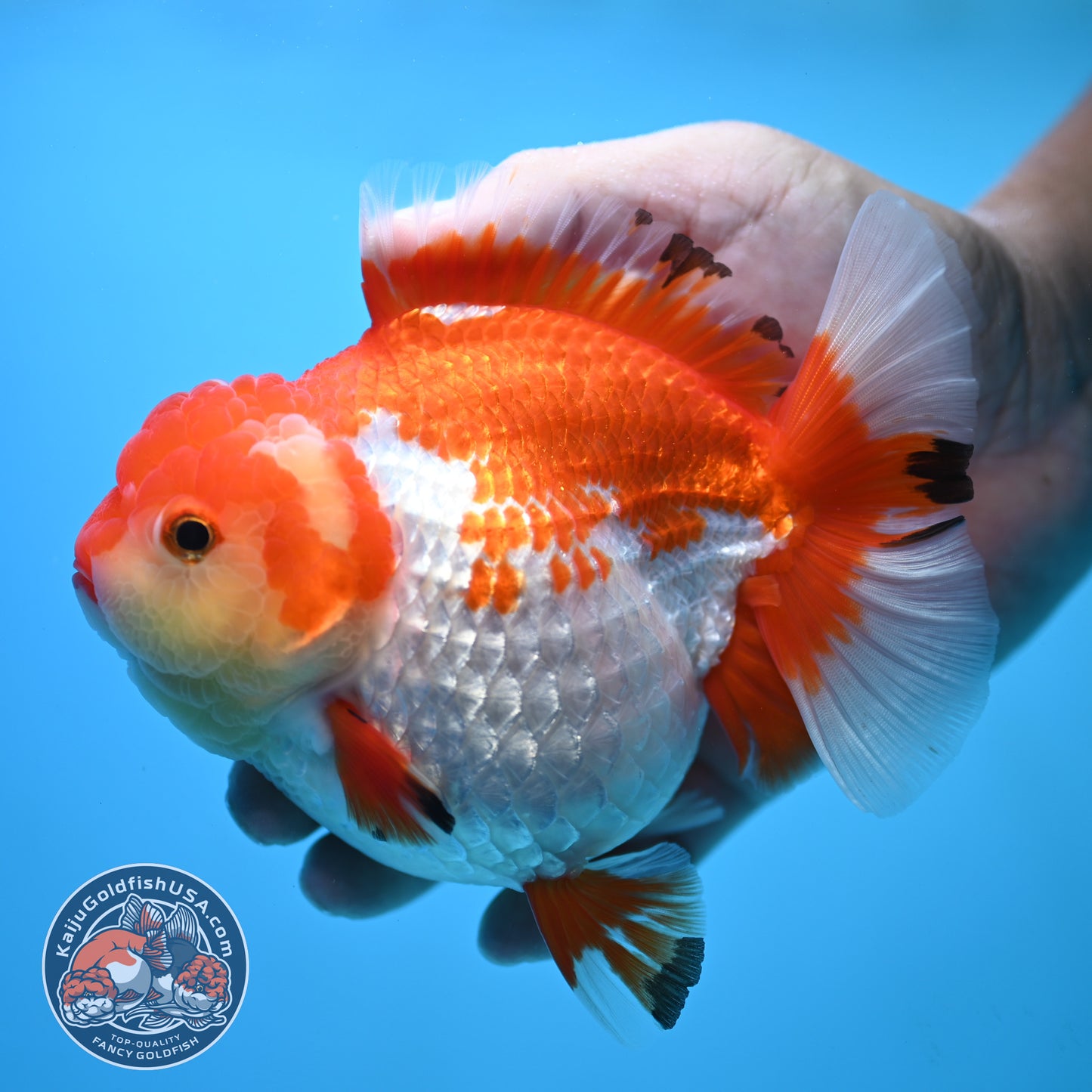 Large Red White Oranda 4.5 inch Body (250905_OR01)
