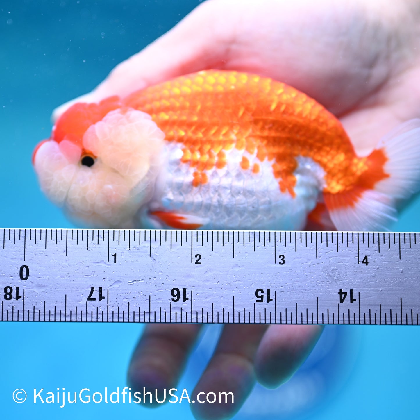 Red White Buffalo Ranchu 4.5 inches (240412_RC01) - Kaiju Goldfish USA