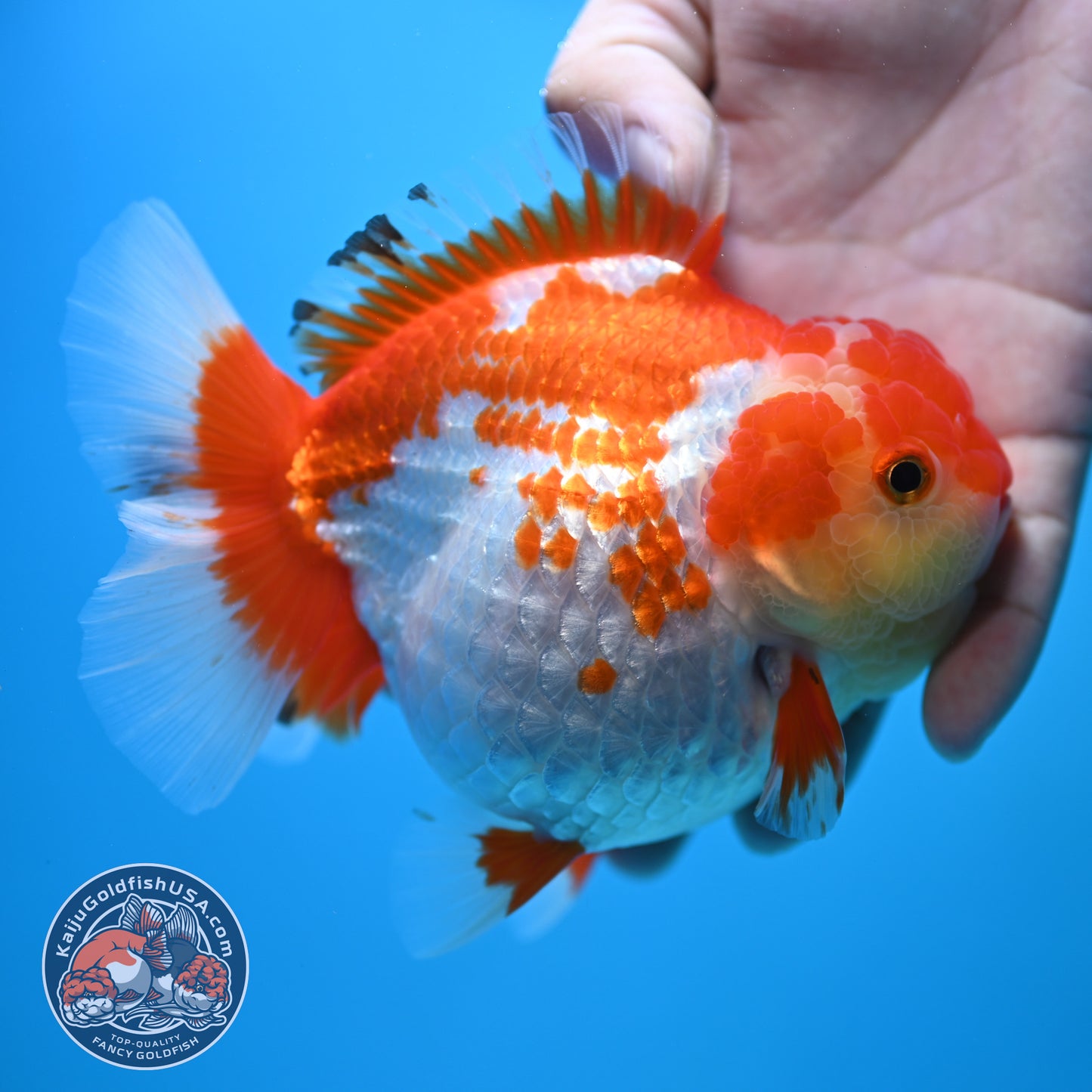 Large Red White Oranda 4.5 inch Body (250905_OR01)