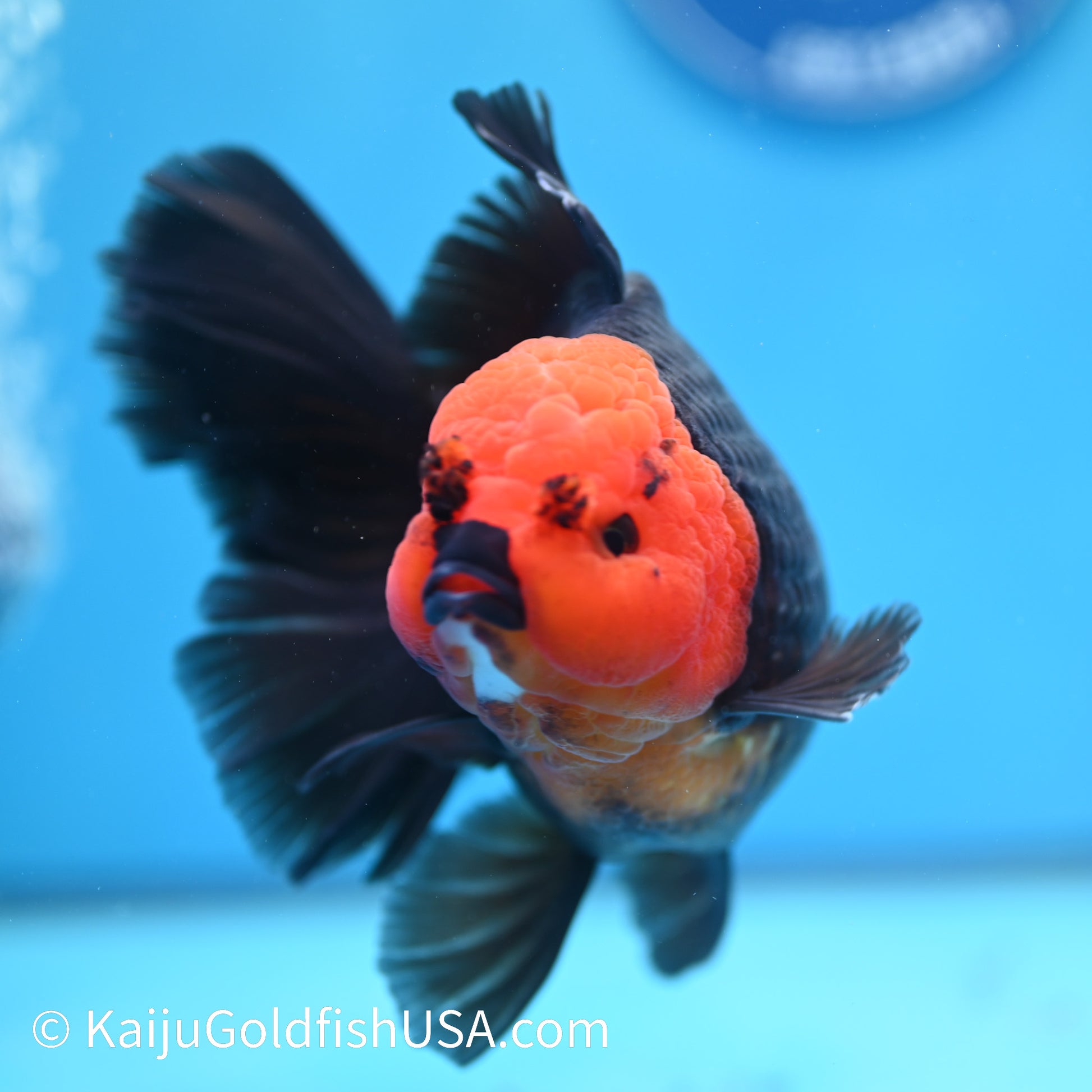 Jumbo Red Head Black Body Rose Tail Oranda 6 inches(240503_OR01) - Kaiju Goldfish USA