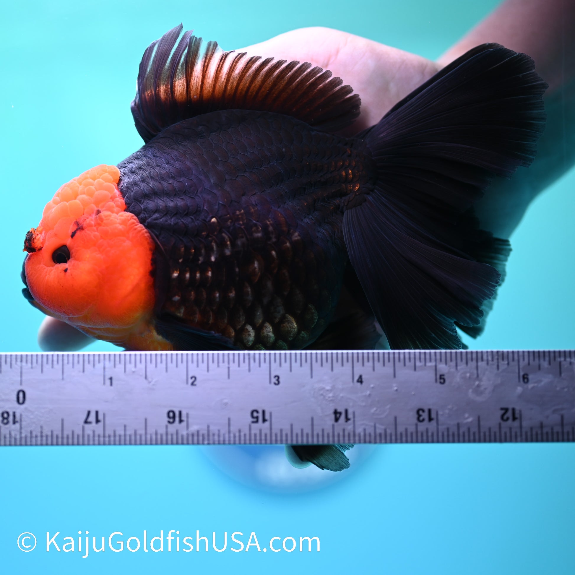 Jumbo Red Head Black Body Rose Tail Oranda 6 inches(240503_OR01) - Kaiju Goldfish USA